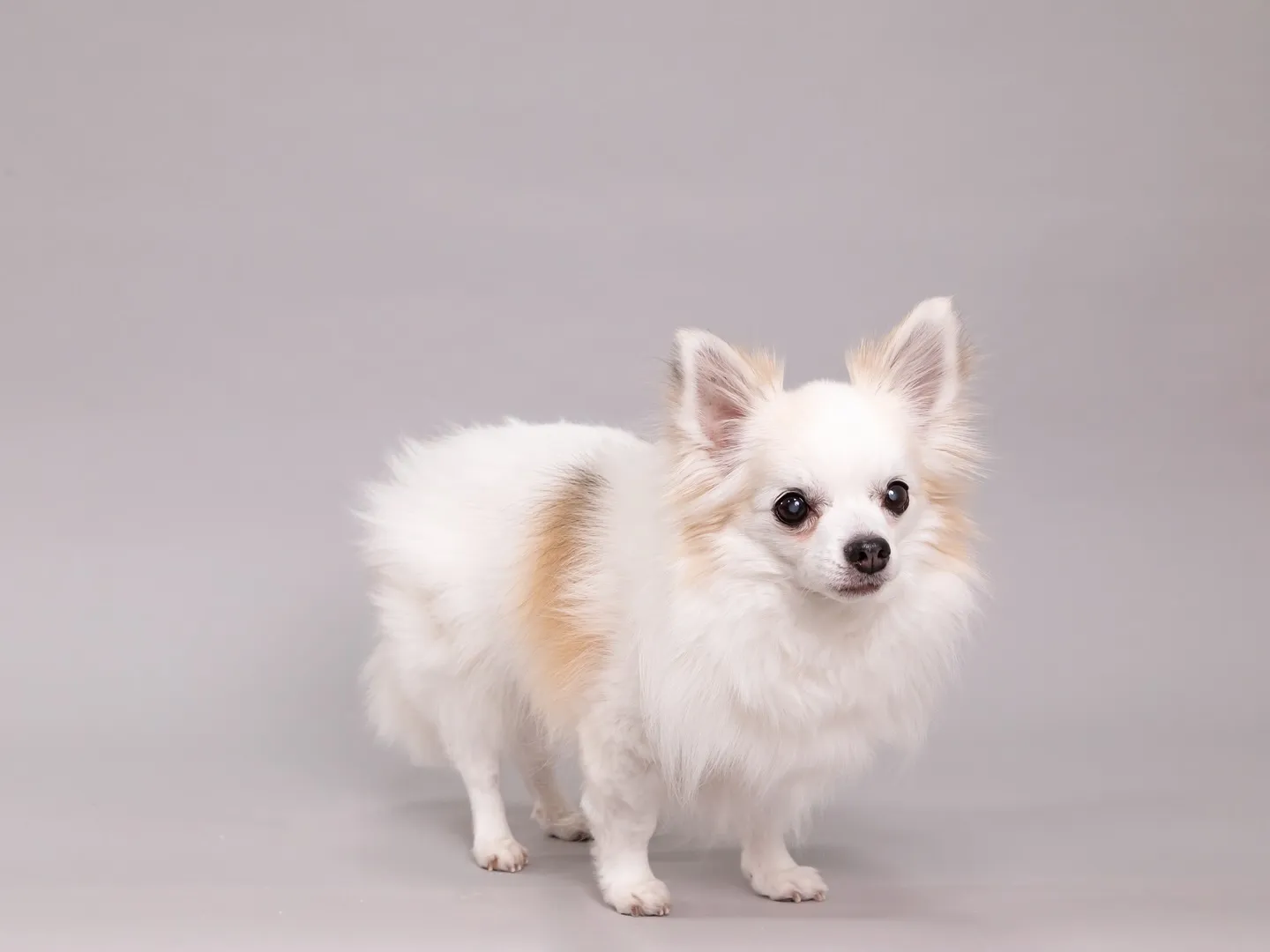 【Light-GRAY Self-photoshoot】