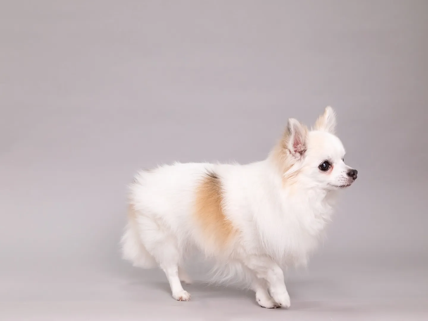 【Light-GRAY Self-photoshoot】