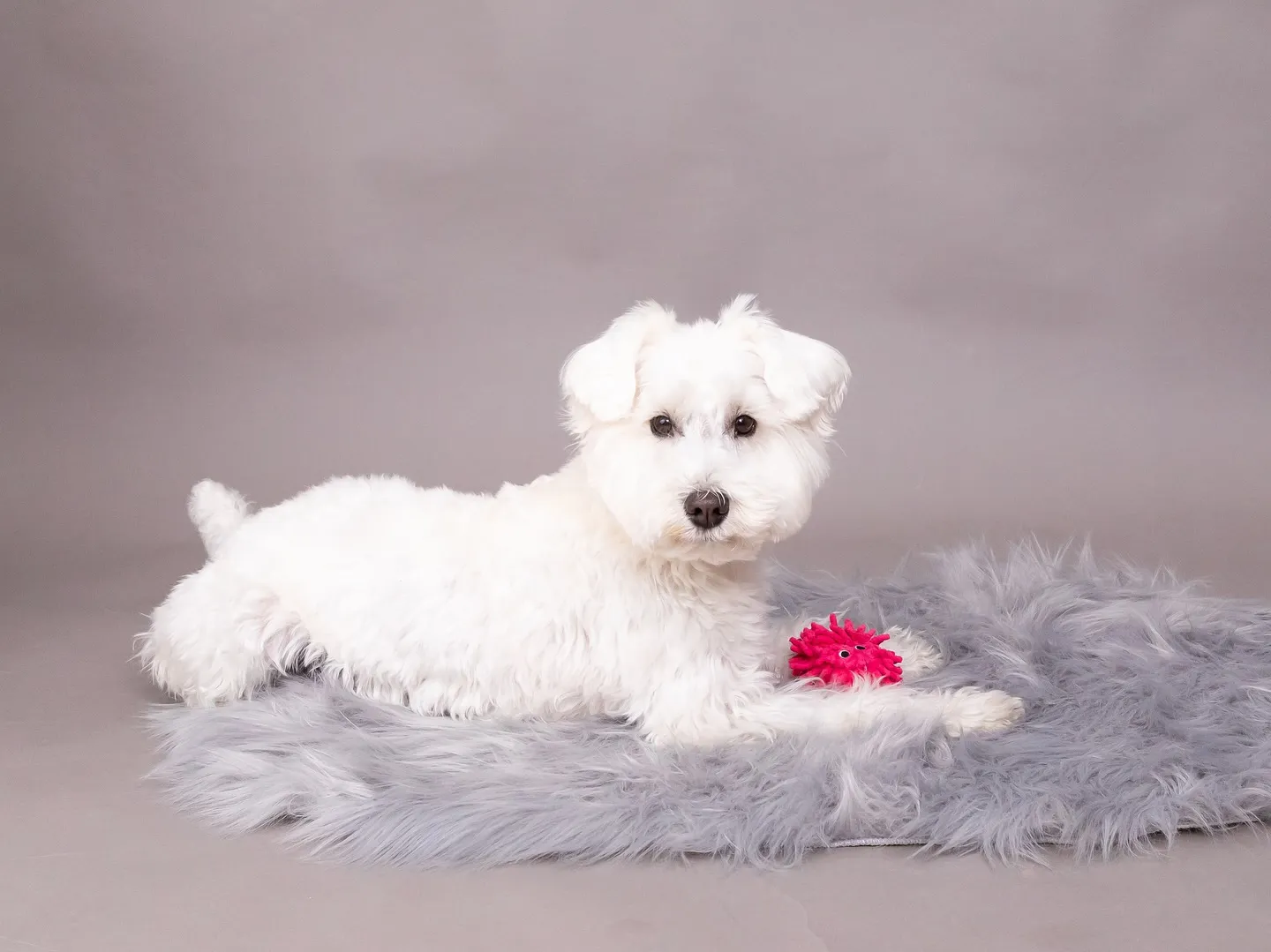 【GRAY Backdrop Photoshoot】