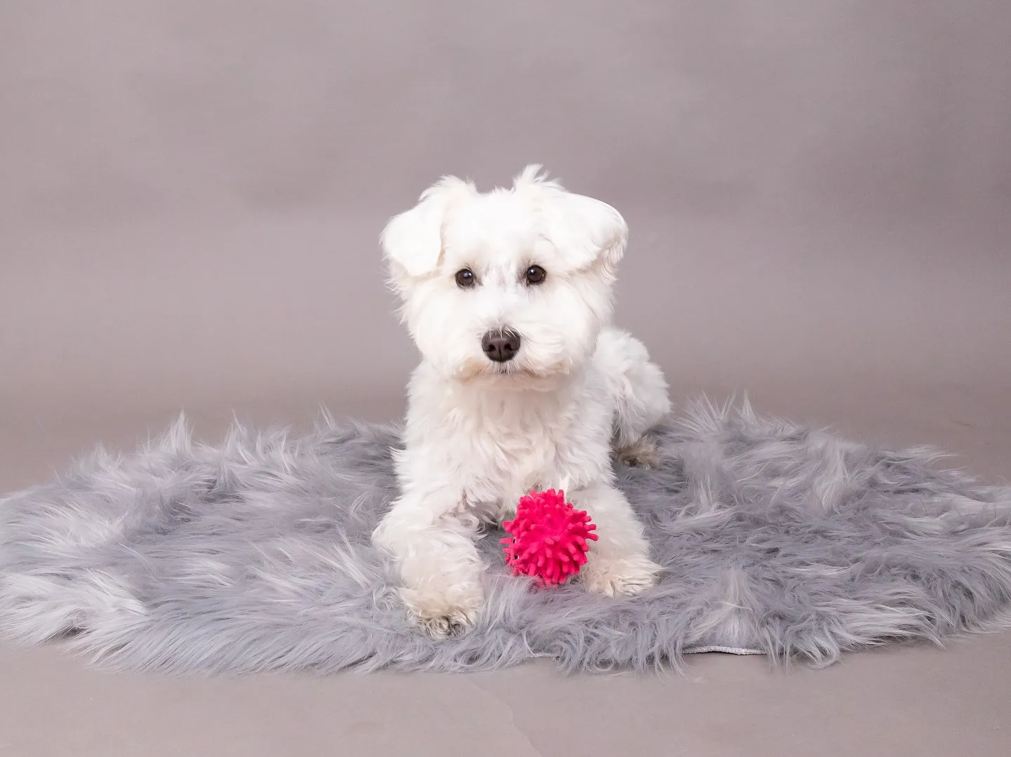 【GRAY Backdrop Photoshoot】