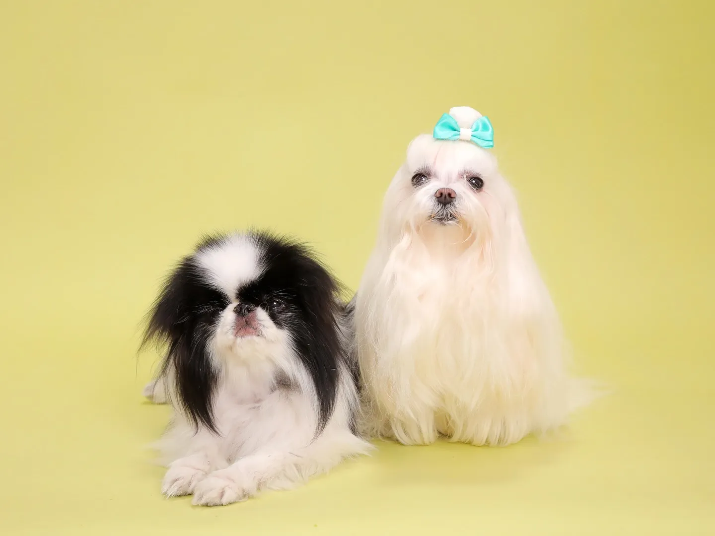 【Light-GREEN🍏Photoshoot】