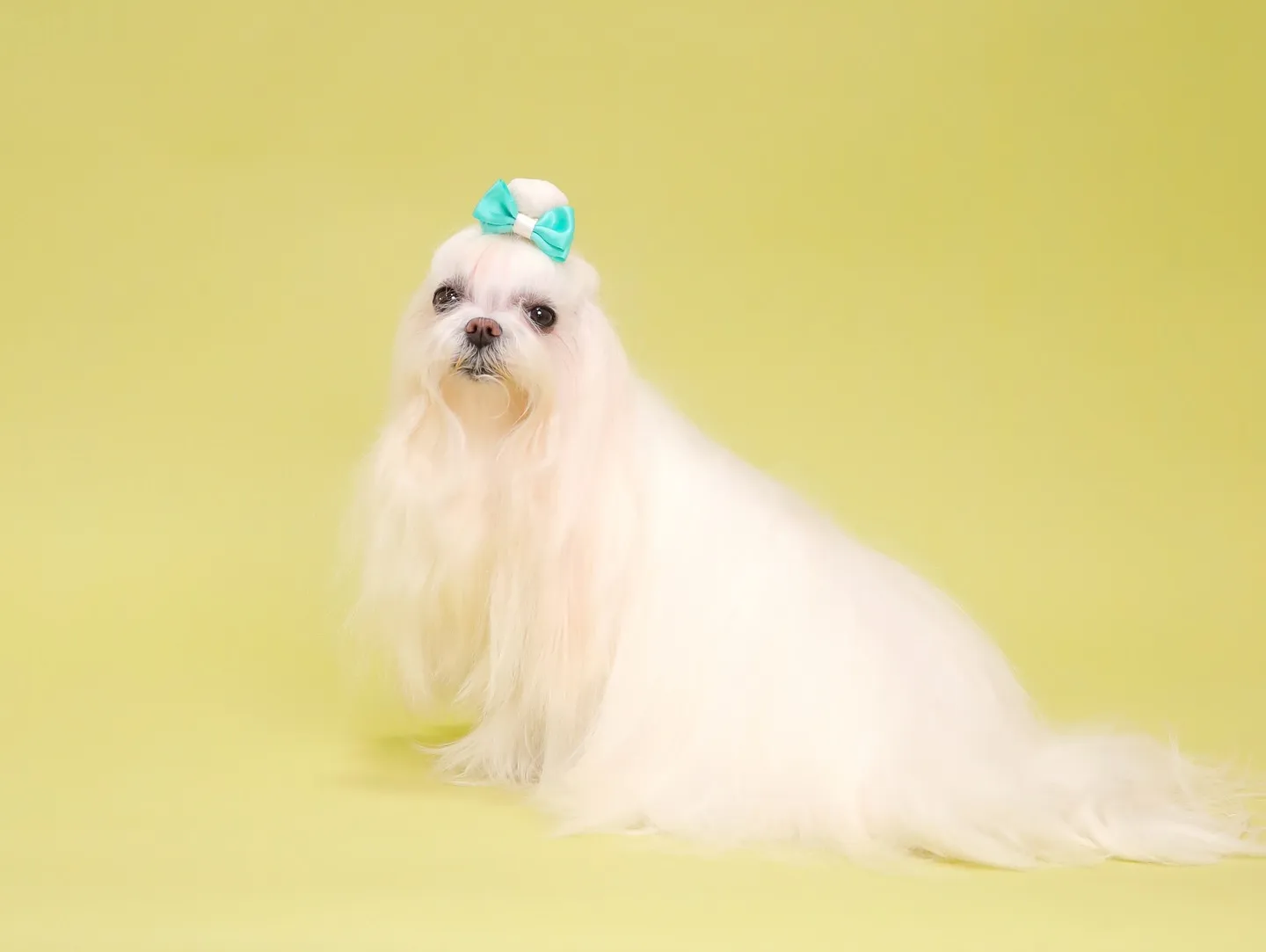 【Light-GREEN🍏Photoshoot】