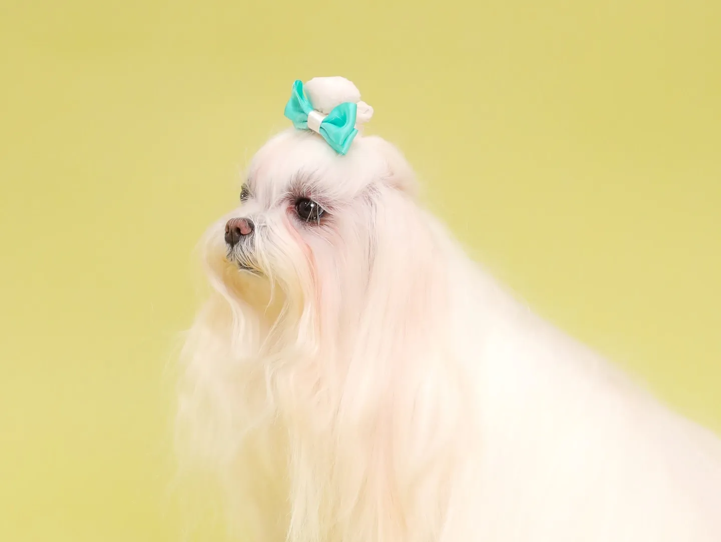 【Light-GREEN🍏Photoshoot】