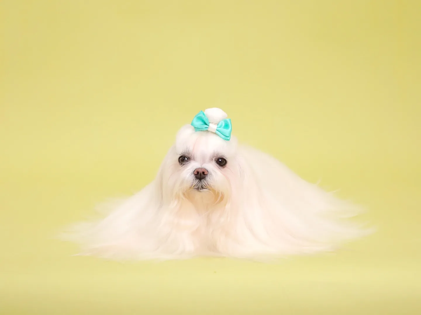 【Light-GREEN🍏Photoshoot】