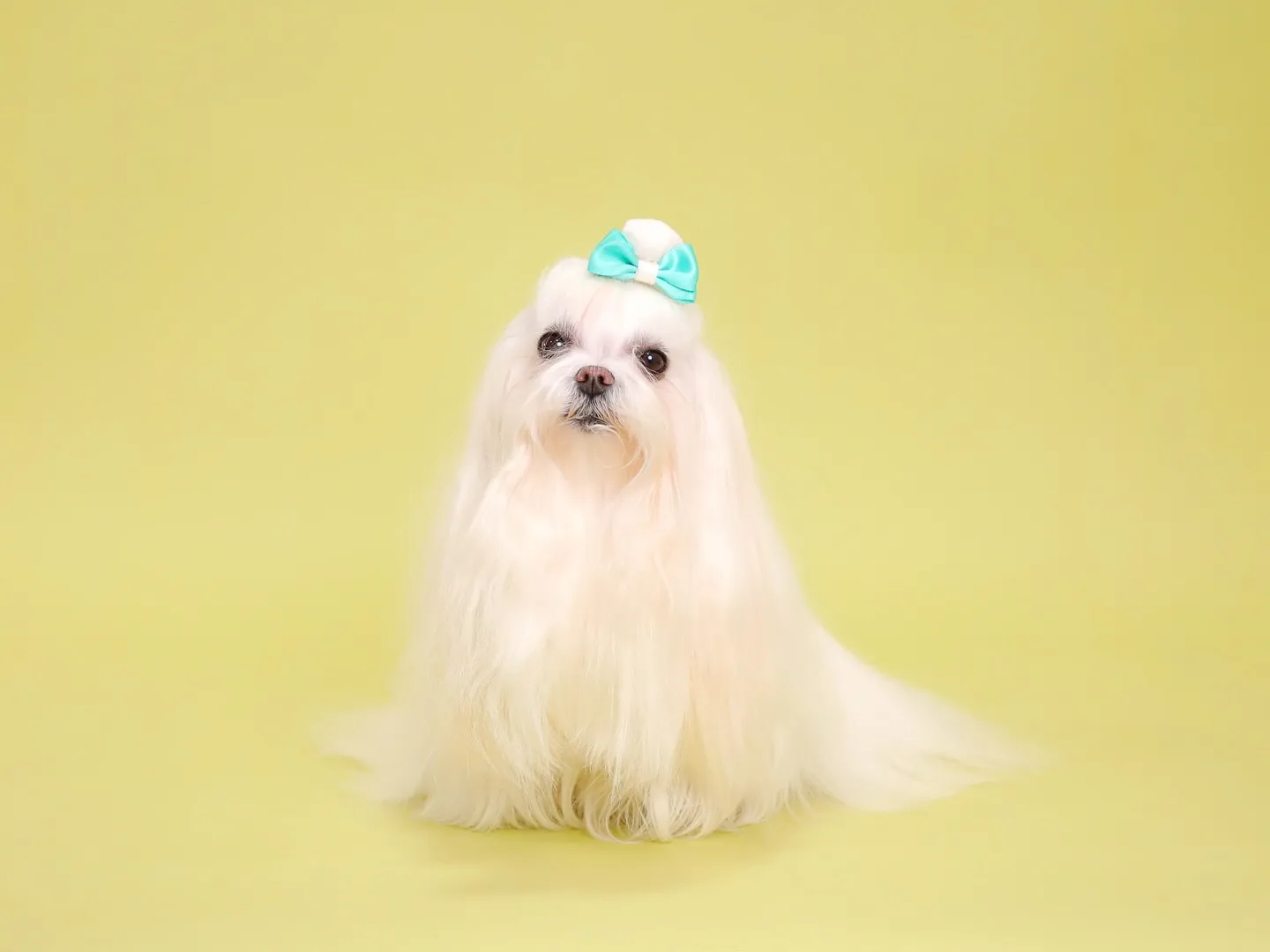 【Light-GREEN🍏Photoshoot】