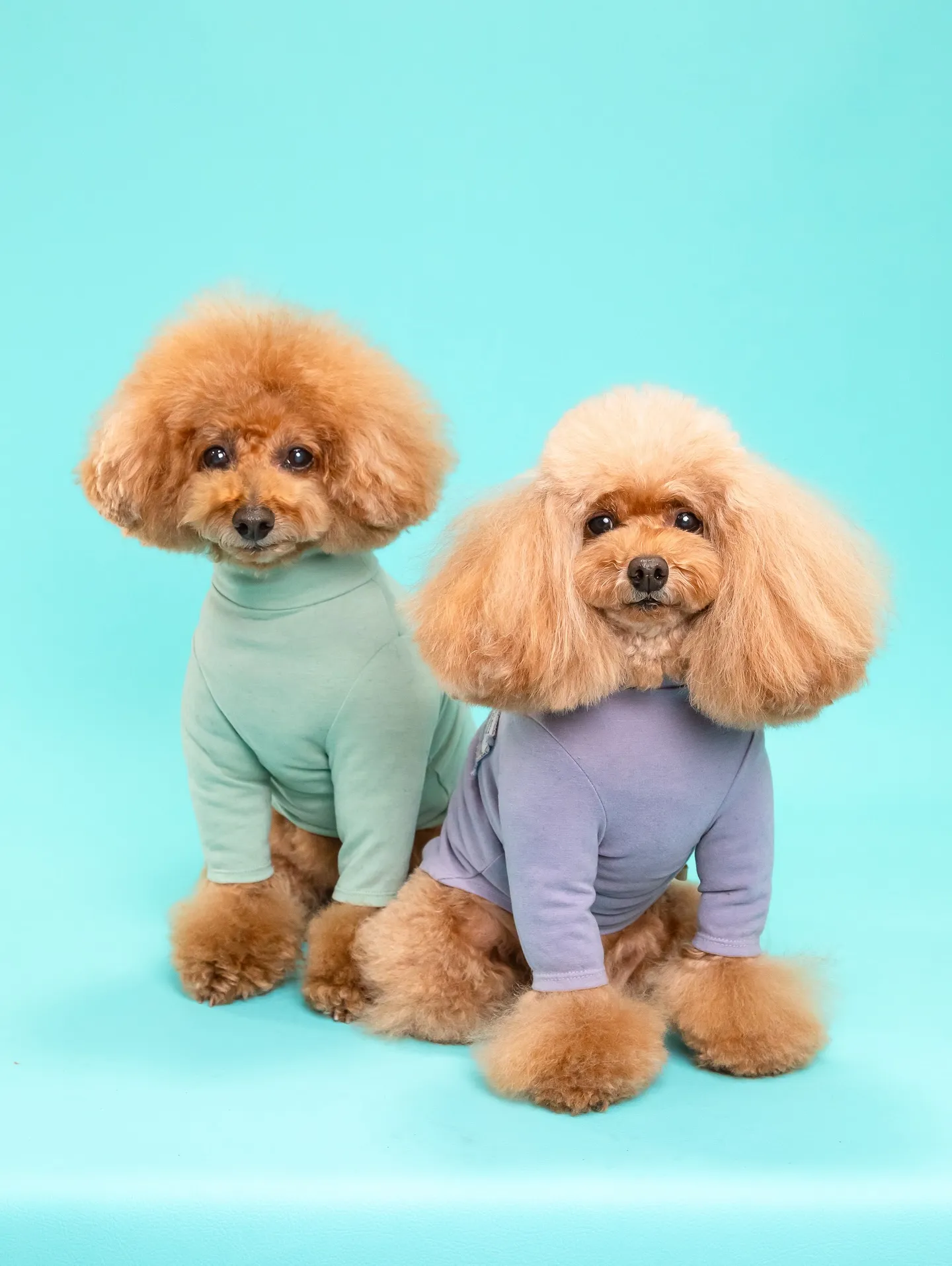 【Light-BLUE🗽Backdrop Photoshoo...