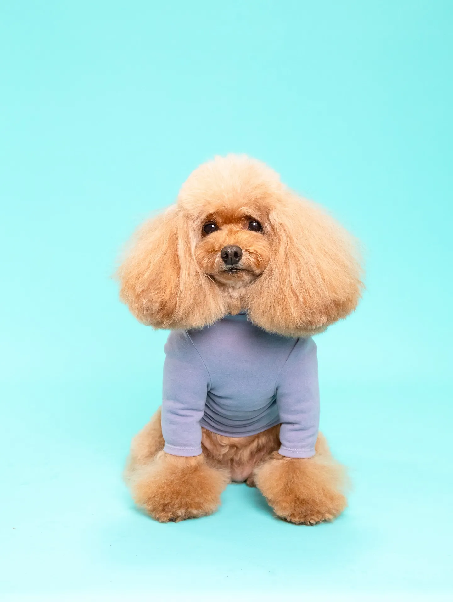 【Light-BLUE🗽Backdrop Photoshoo...