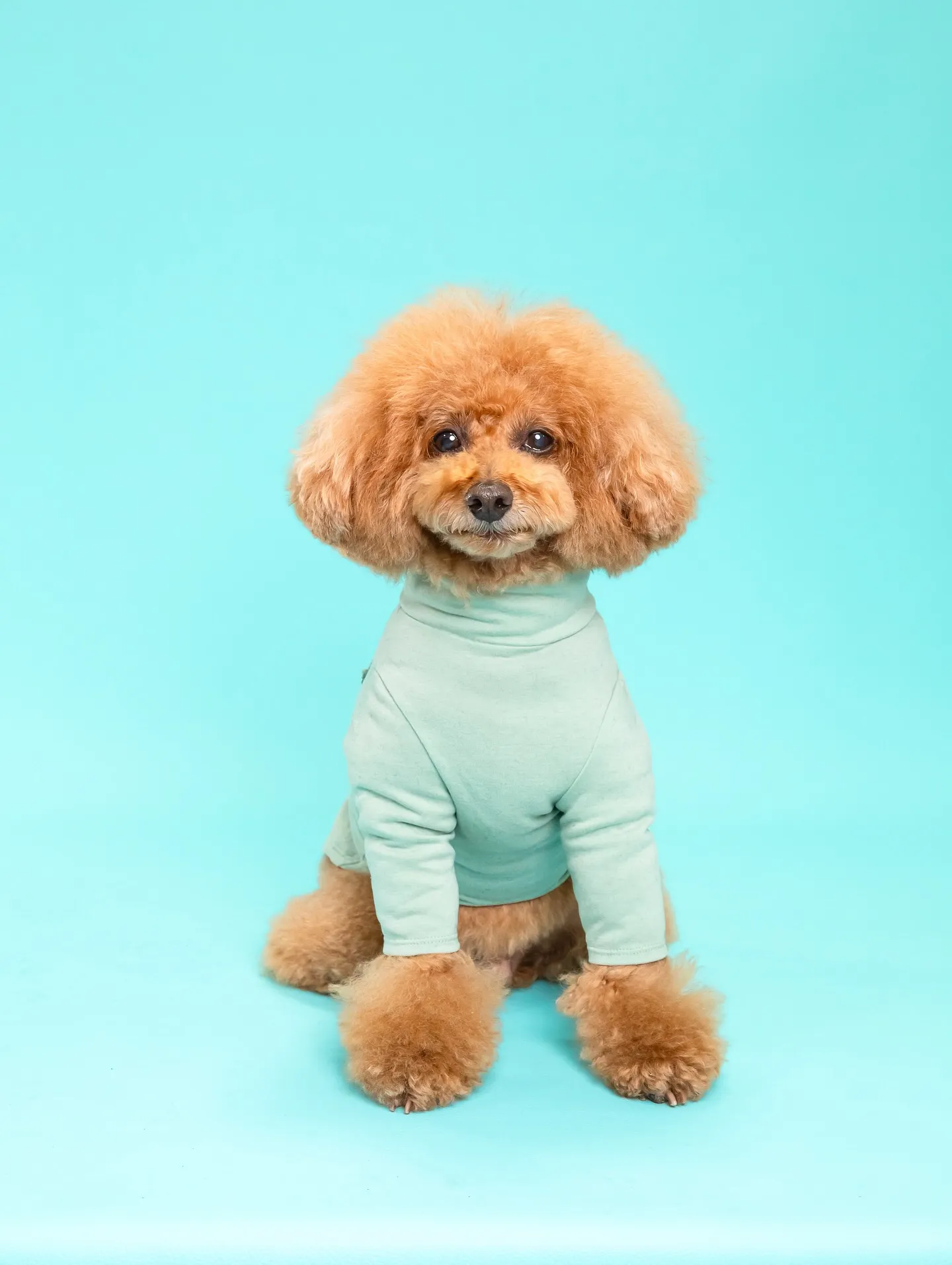 【Light-BLUE🗽Backdrop Photoshoo...