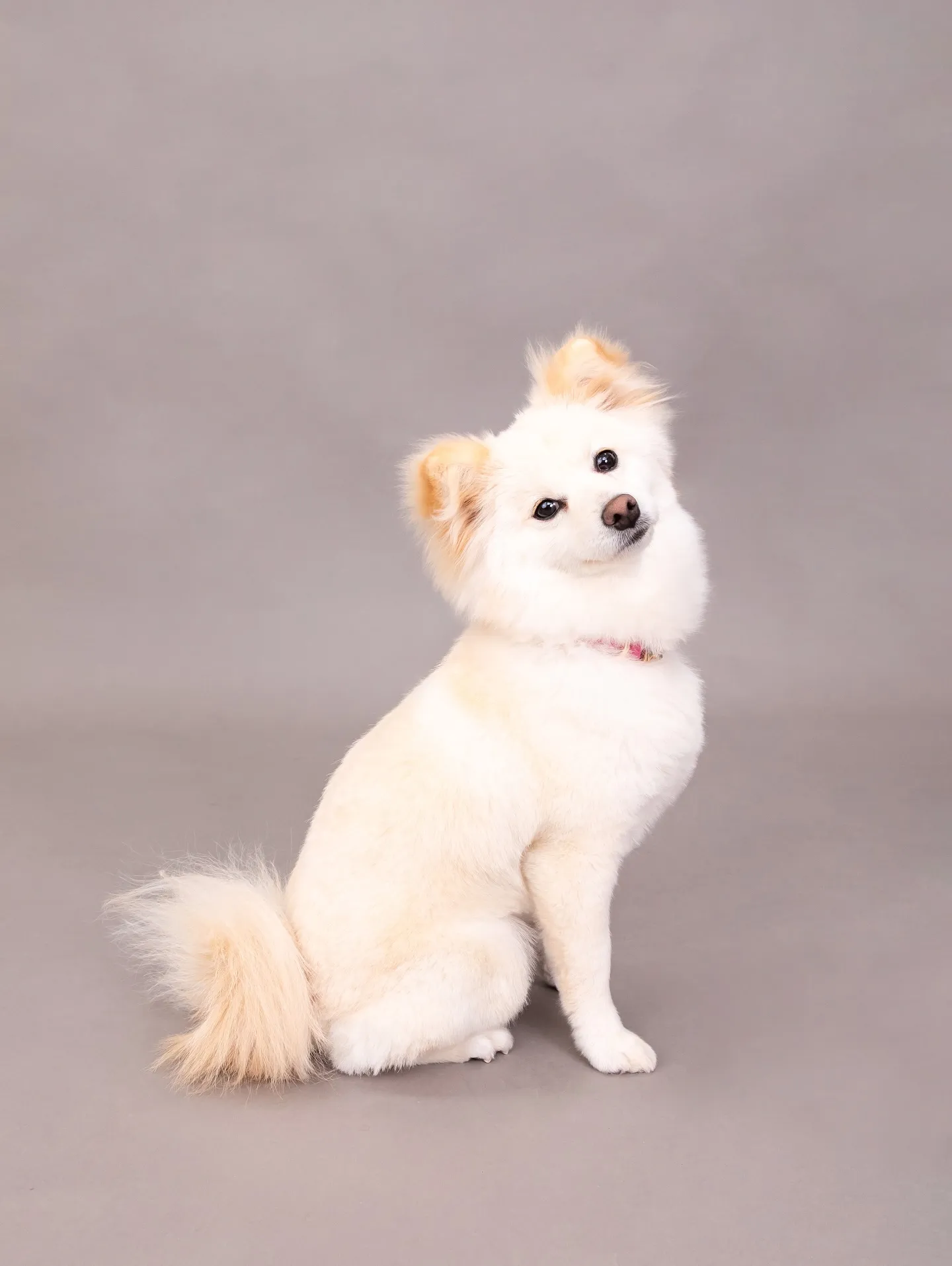 【GRAY Backdrop Photoshoot】