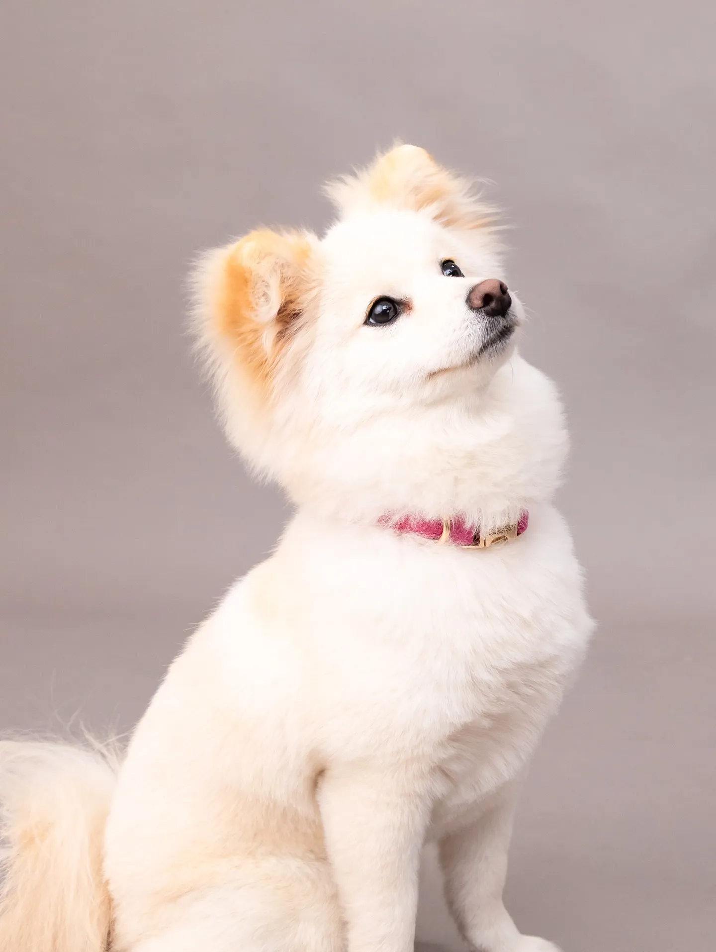 【GRAY Backdrop Photoshoot】