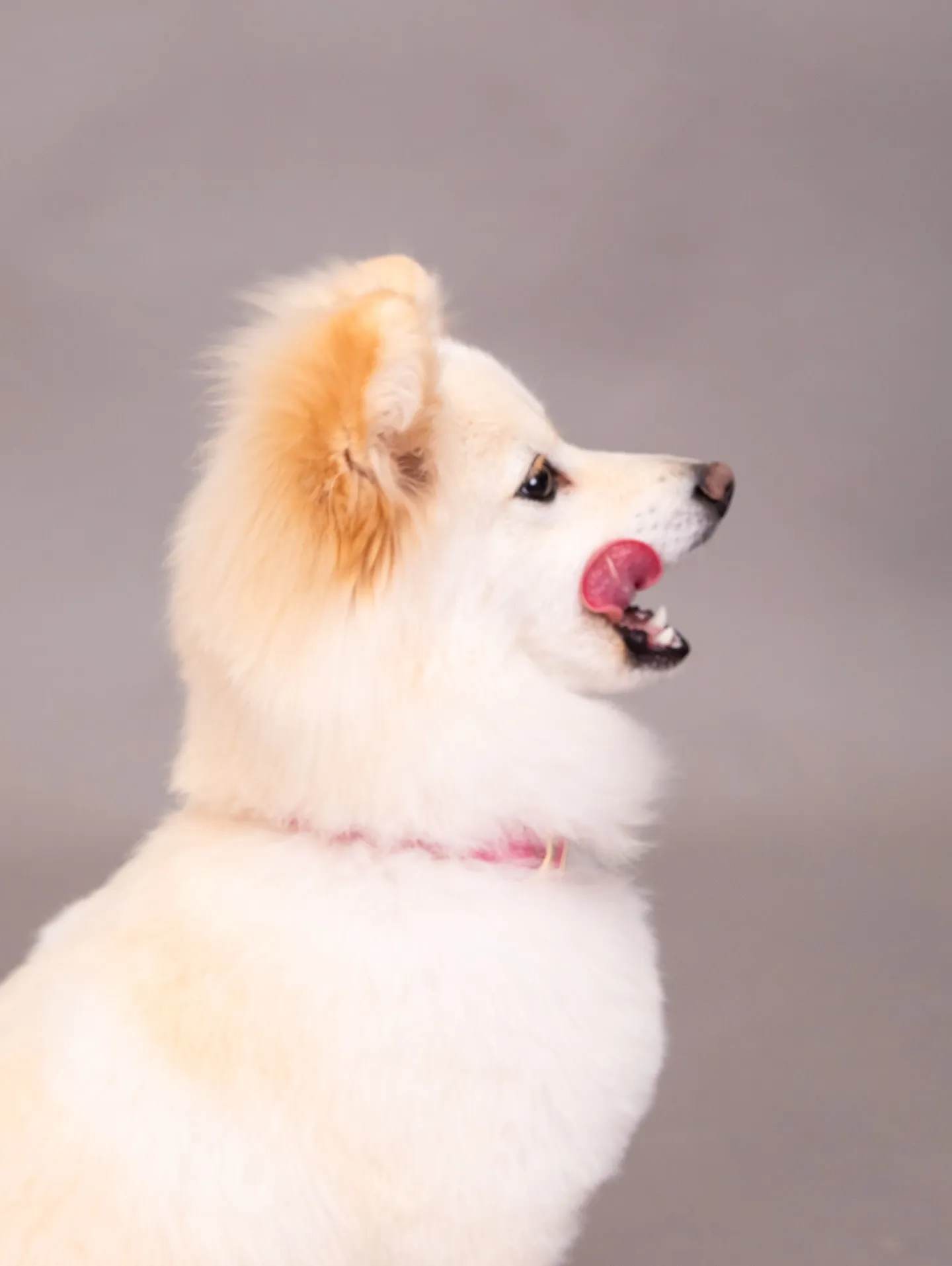 【GRAY Backdrop Photoshoot】