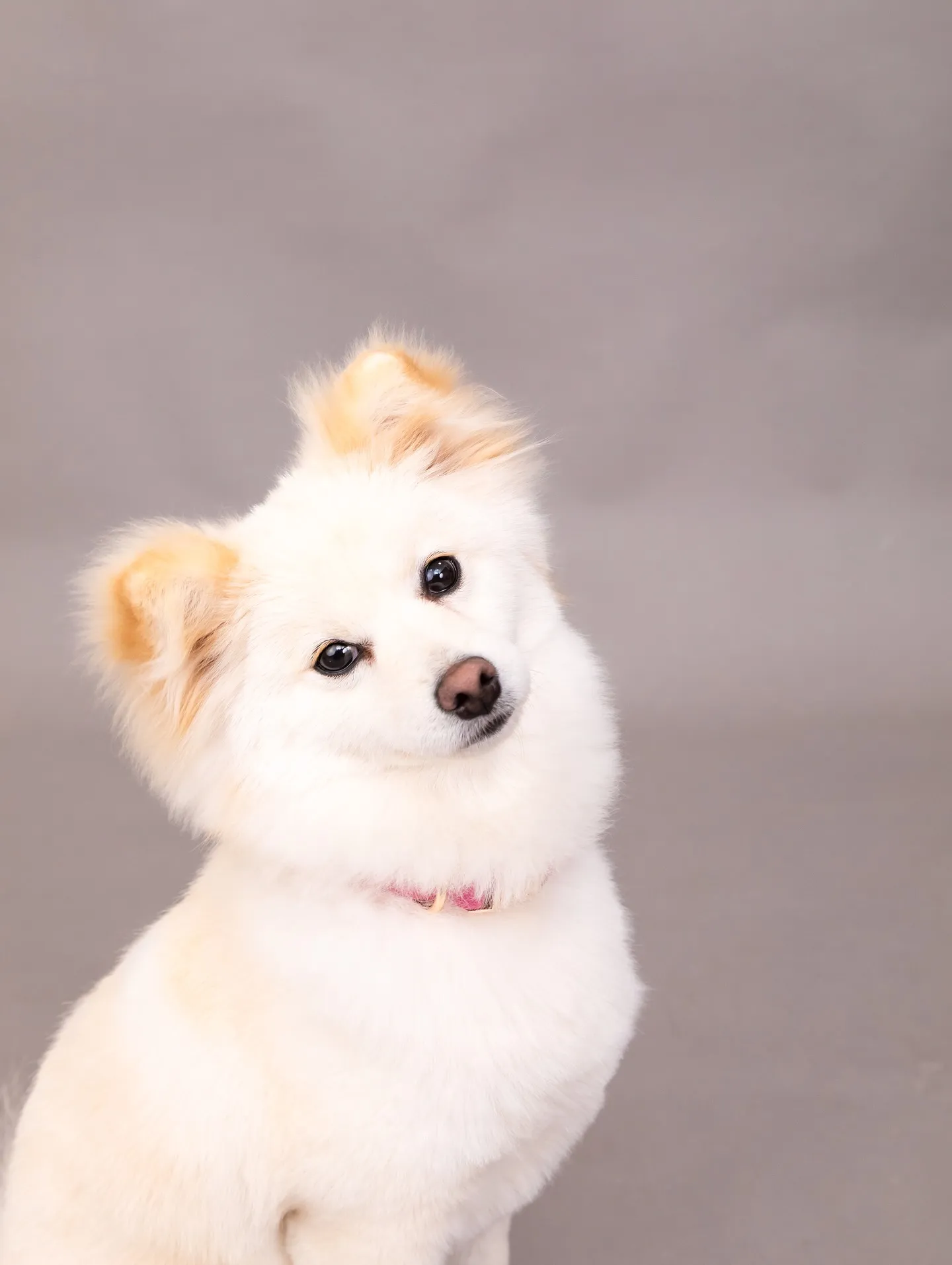 【GRAY Backdrop Photoshoot】