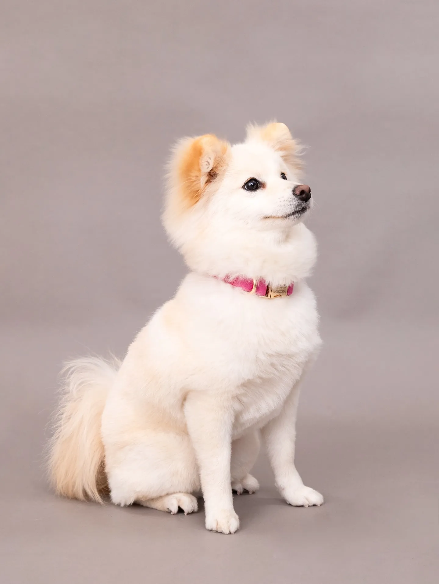 【GRAY Backdrop Photoshoot】