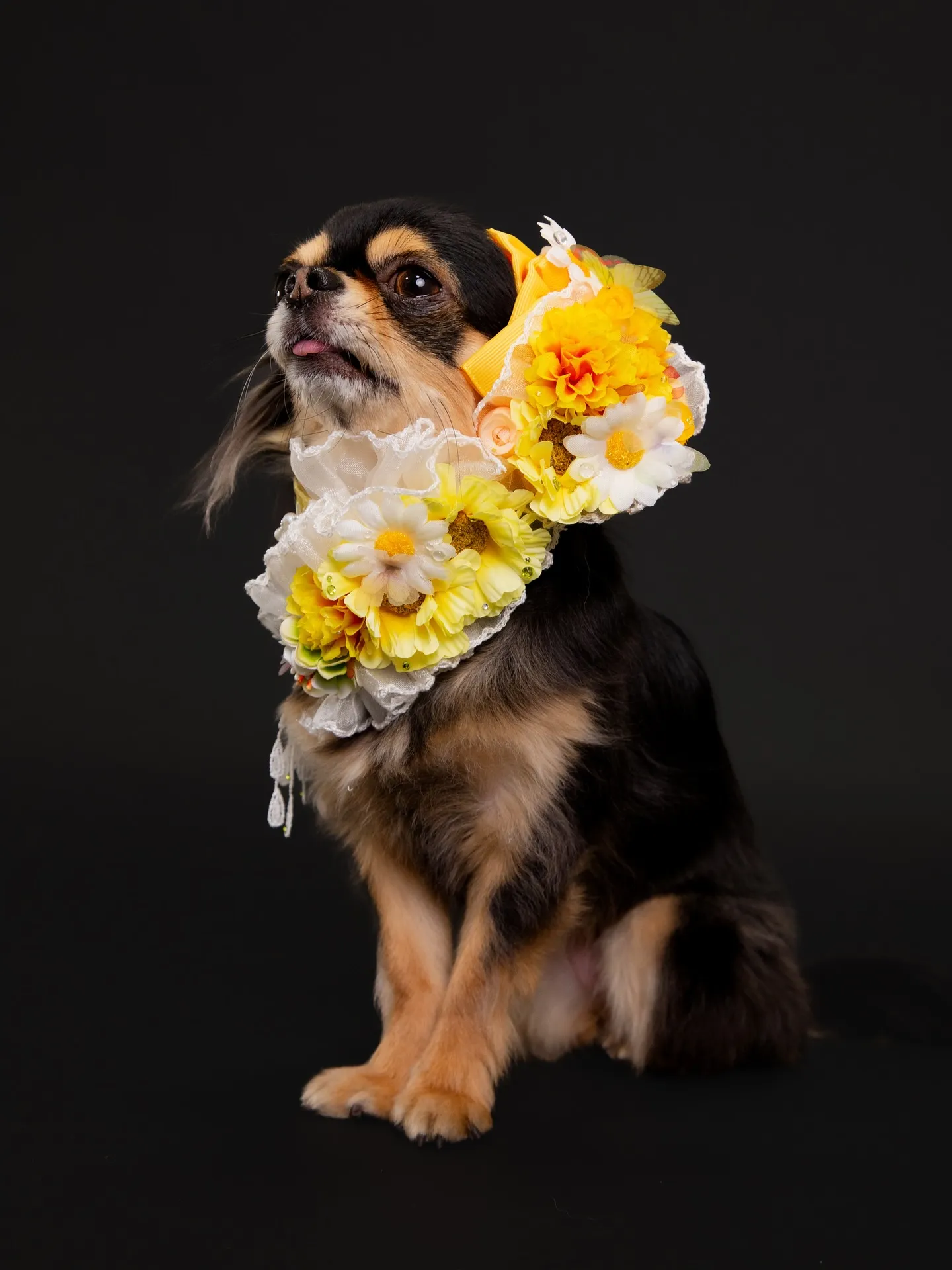 【BLACK Backdrop Photoshoot -Po...