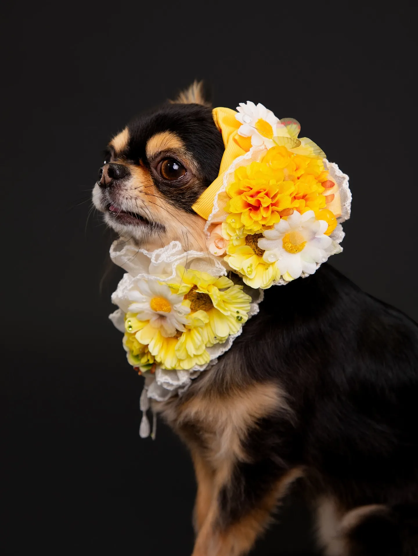 【BLACK Backdrop Photoshoot -Po...