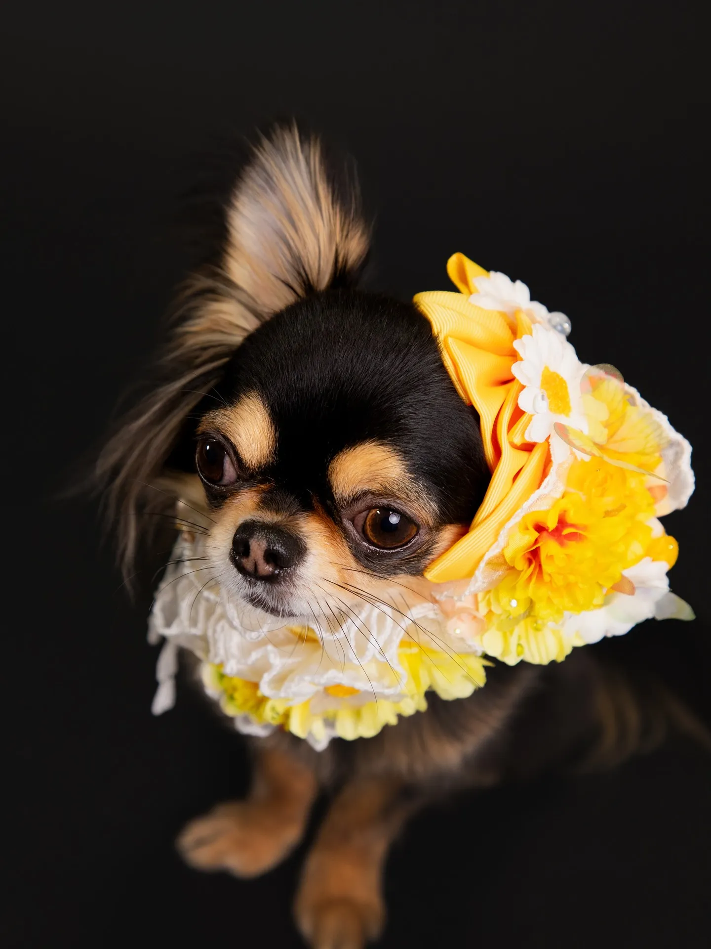 【BLACK Backdrop Photoshoot -Po...