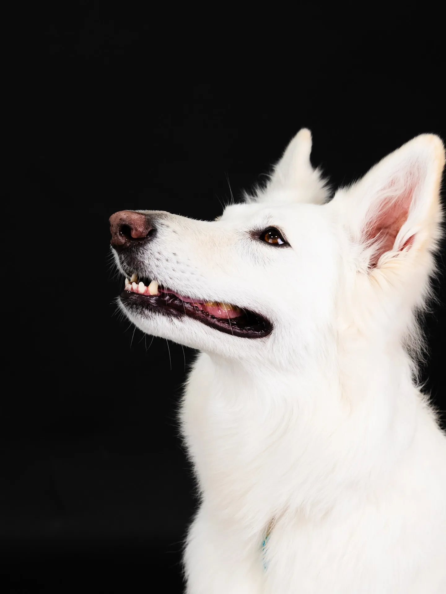 【BLACK Backdrop Photoshoot】