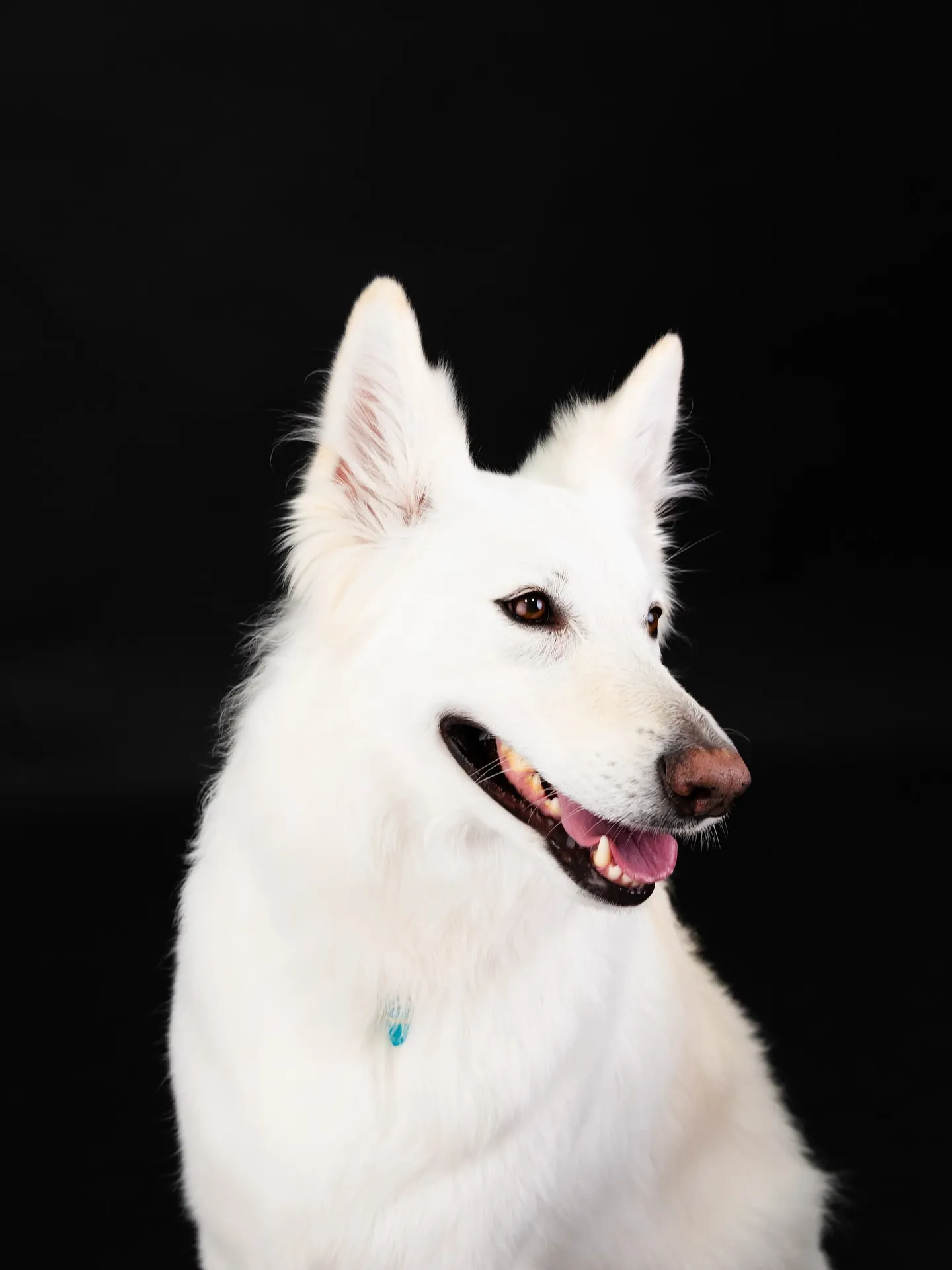 【BLACK Backdrop Photoshoot】