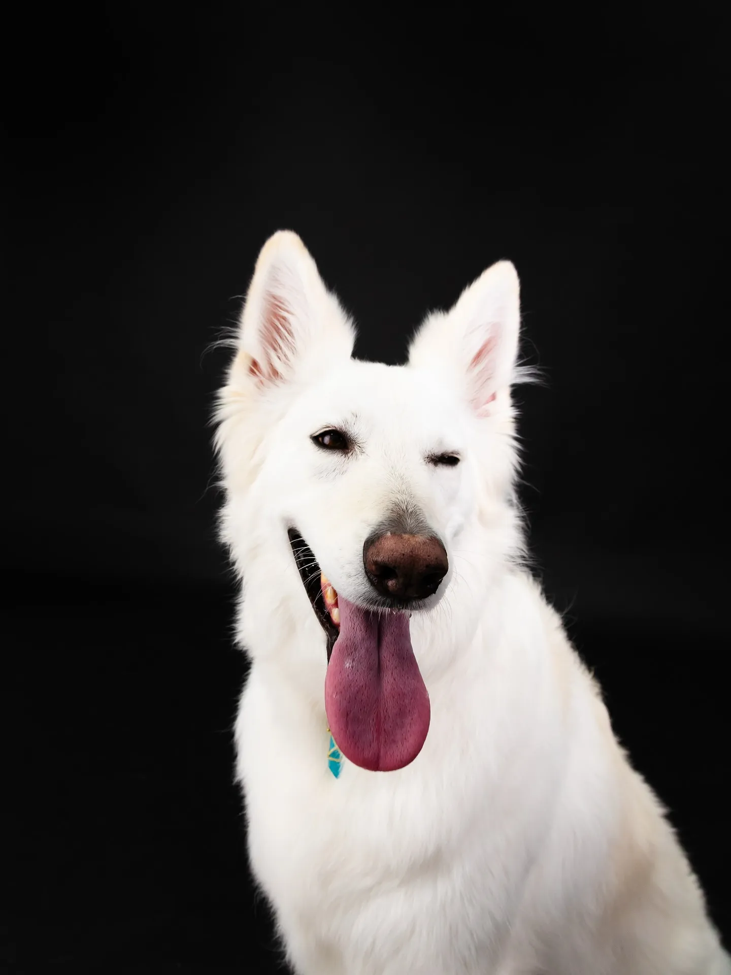 【BLACK Backdrop Photoshoot】