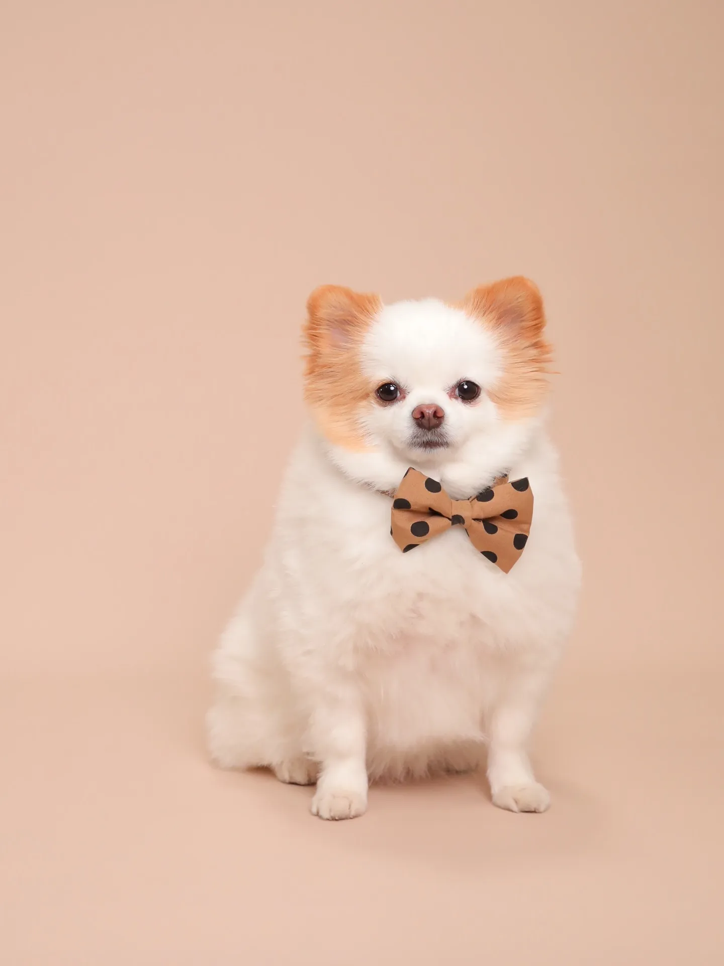 🌟ベージュ背景、カラーリニューアルしました🌟