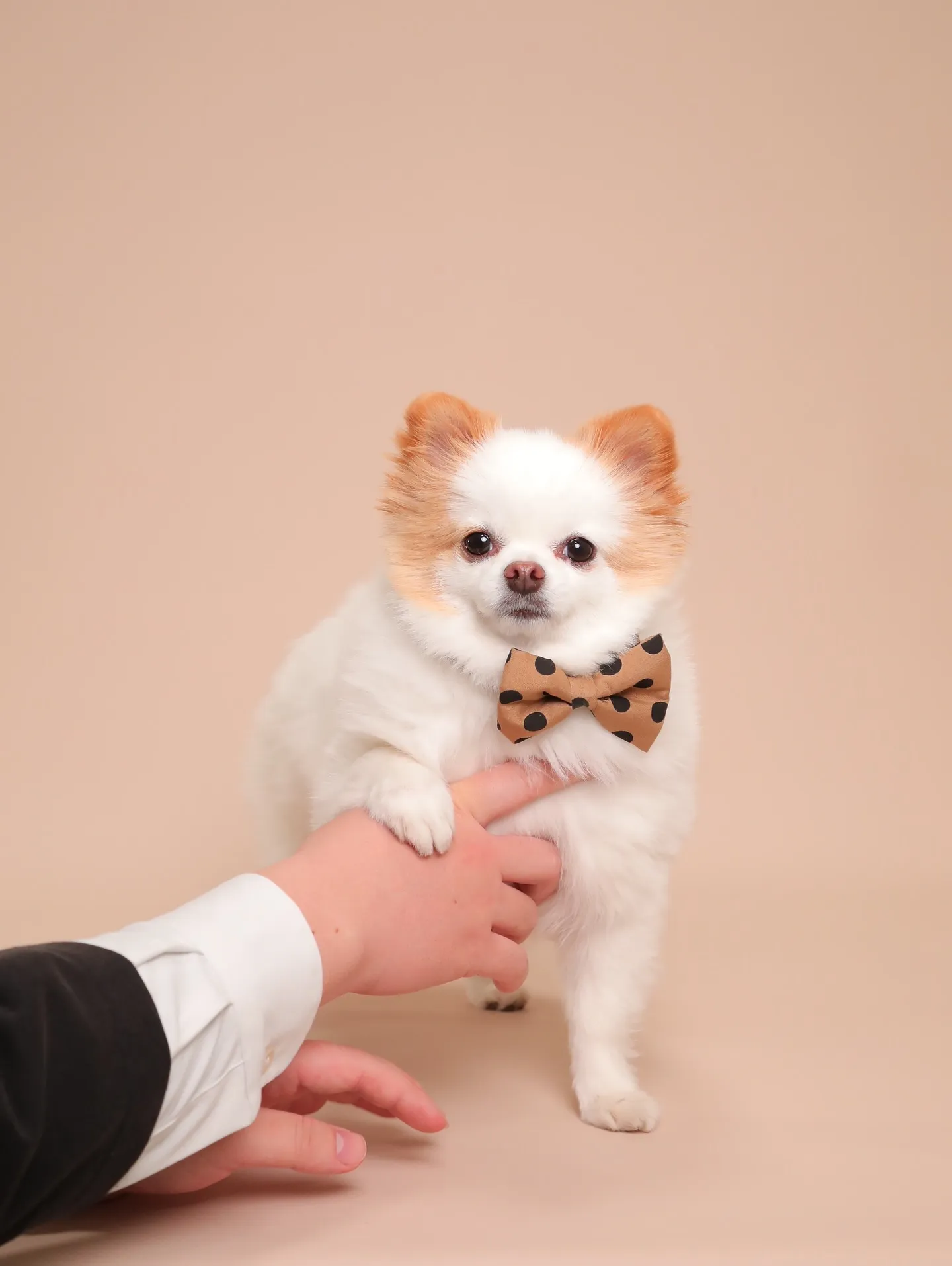 🌟ベージュ背景、カラーリニューアルしました🌟