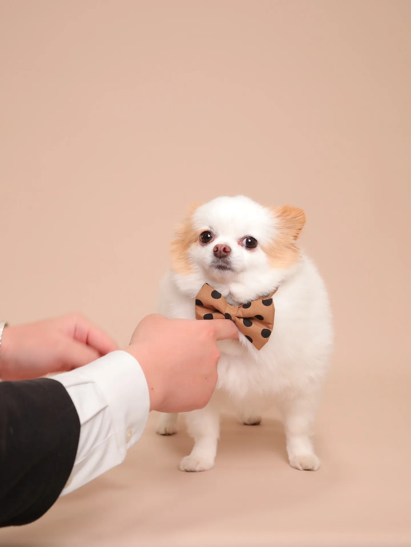 🌟ベージュ背景、カラーリニューアルしました🌟