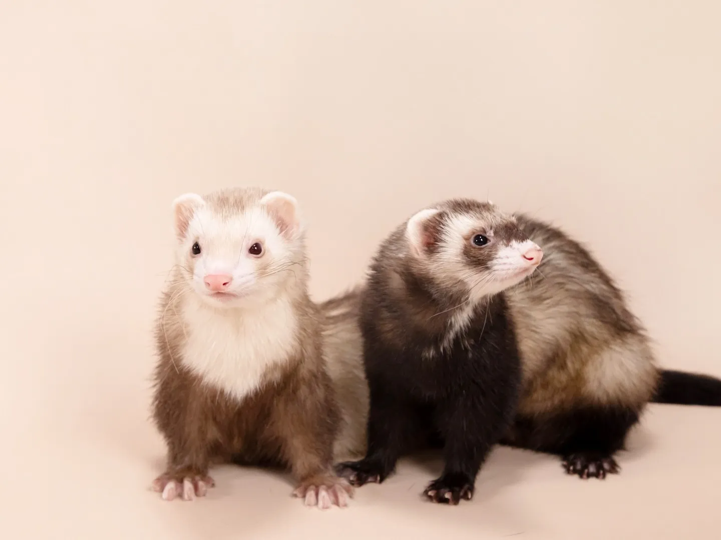 🌟ベージュ背景、カラーリニューアルしました🌟