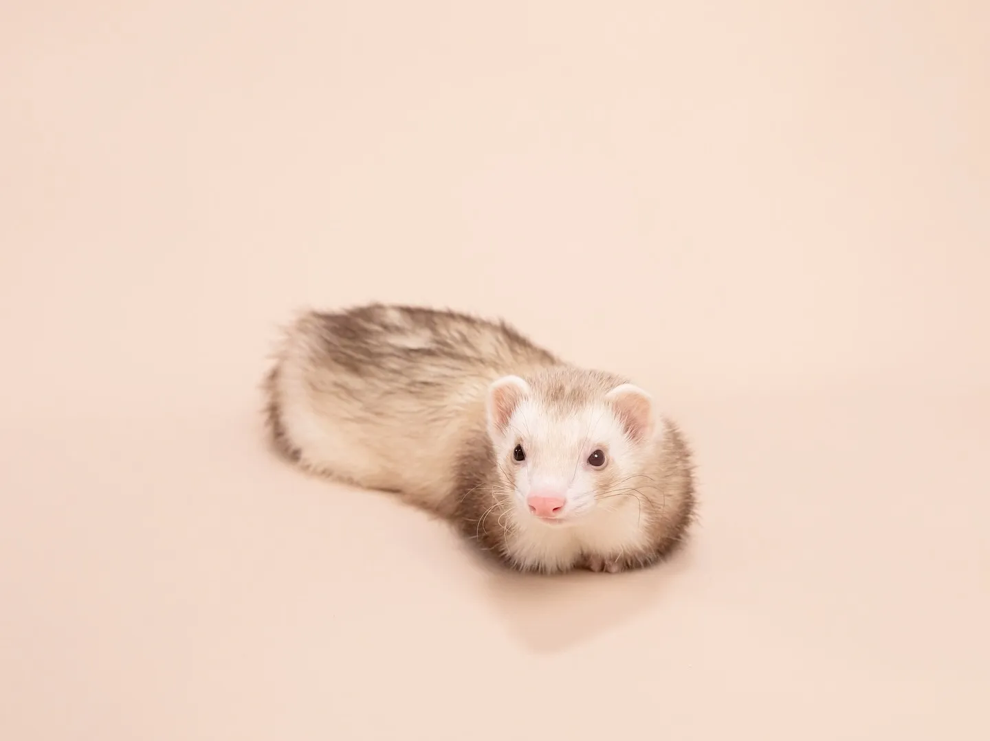 🌟ベージュ背景、カラーリニューアルしました🌟