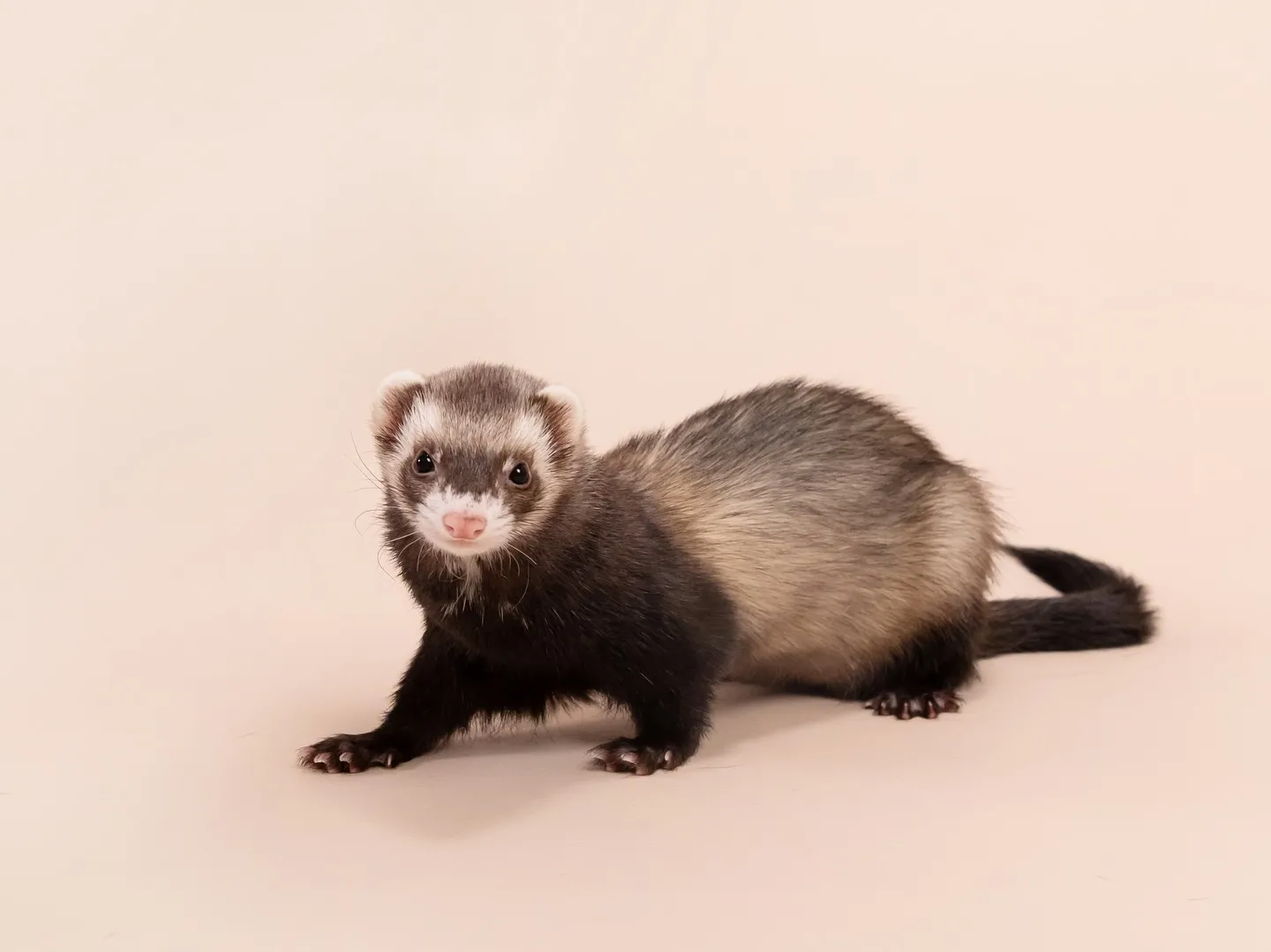 🌟ベージュ背景、カラーリニューアルしました🌟