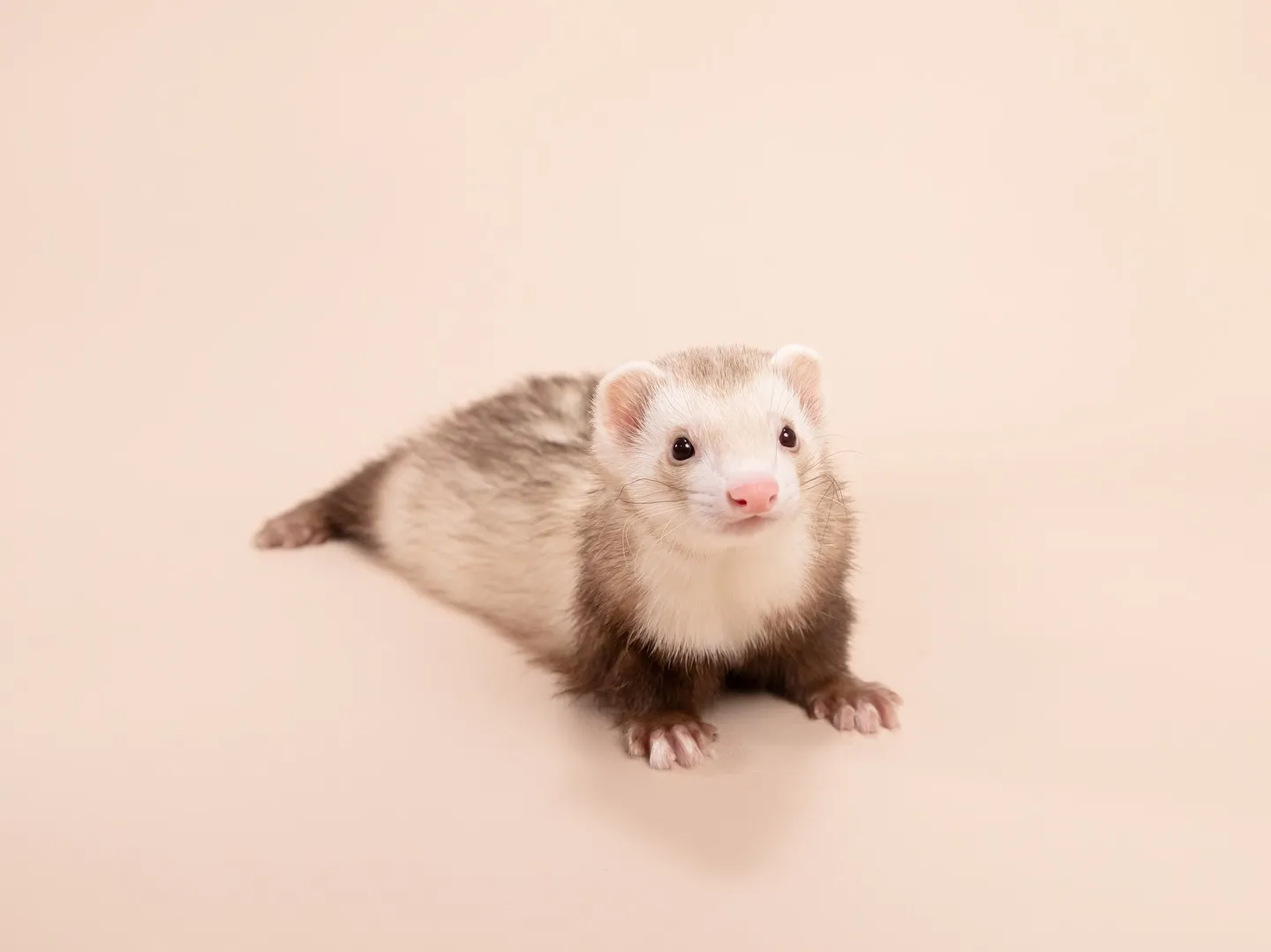 🌟ベージュ背景、カラーリニューアルしました🌟