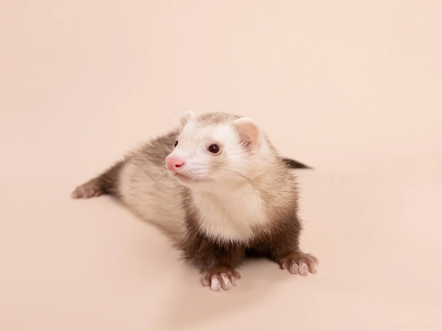 🌟ベージュ背景、カラーリニューアルしました🌟