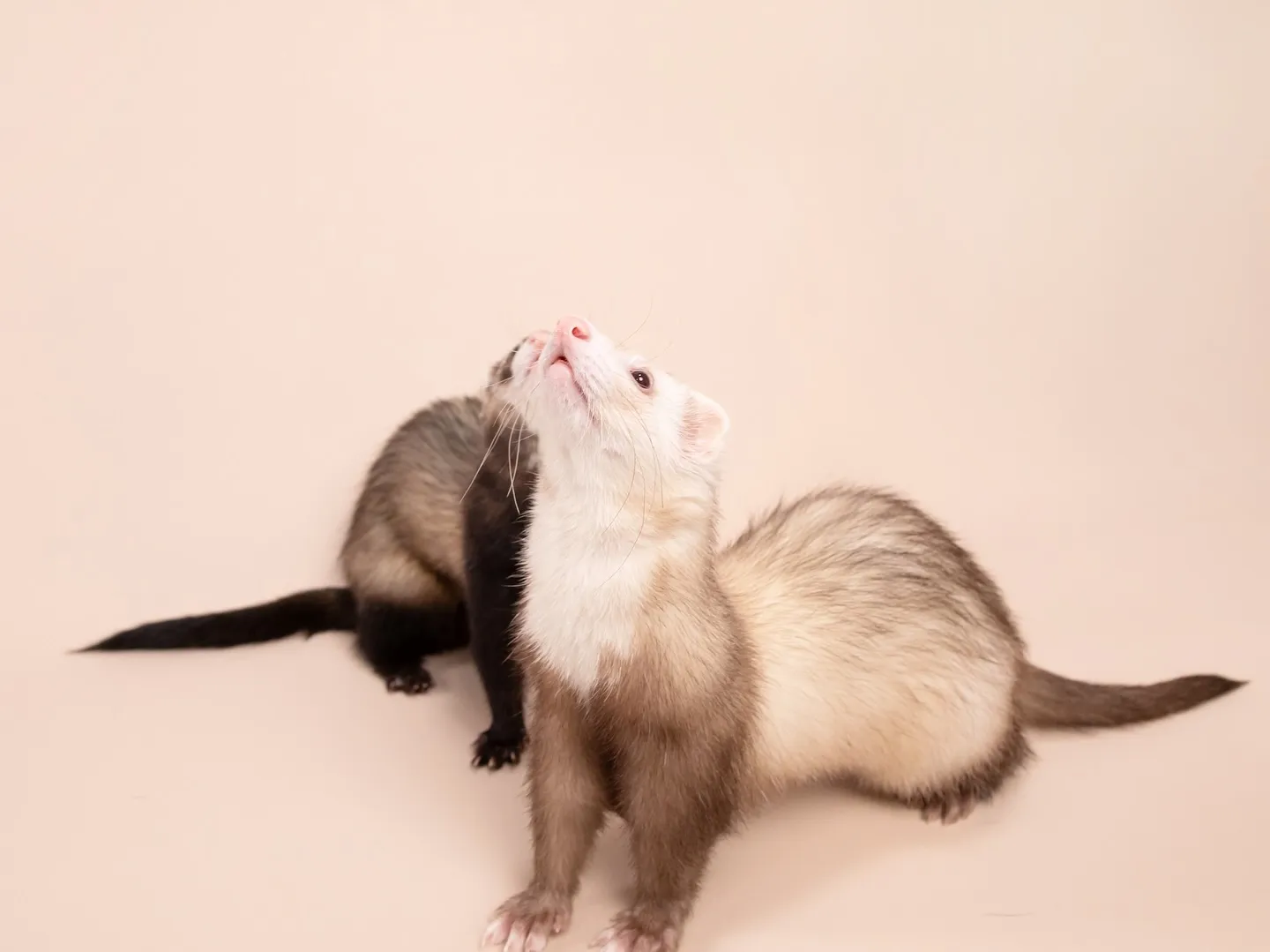 🌟ベージュ背景、カラーリニューアルしました🌟