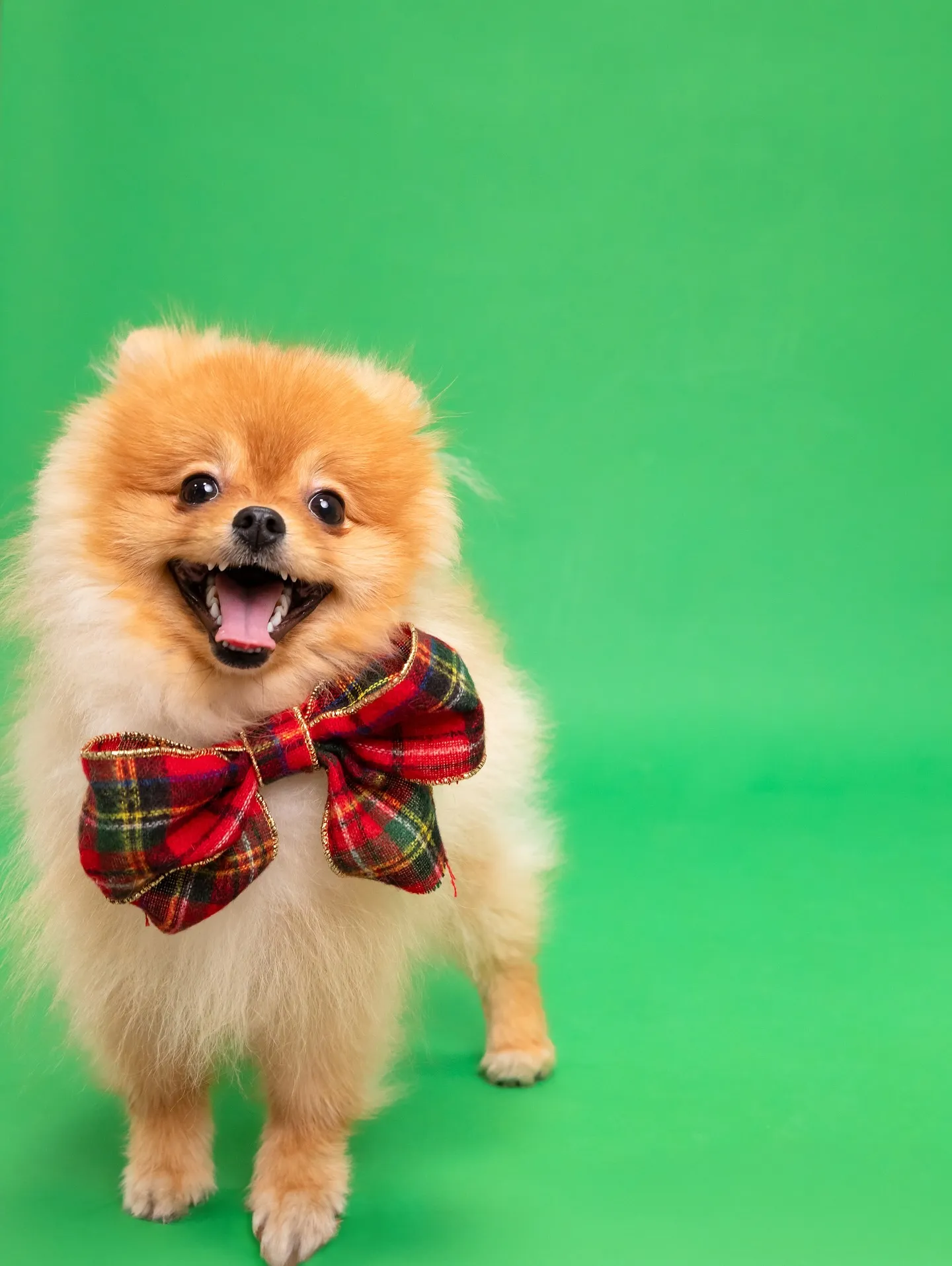 【アルファベットART／データ納品／1頭デザイン】