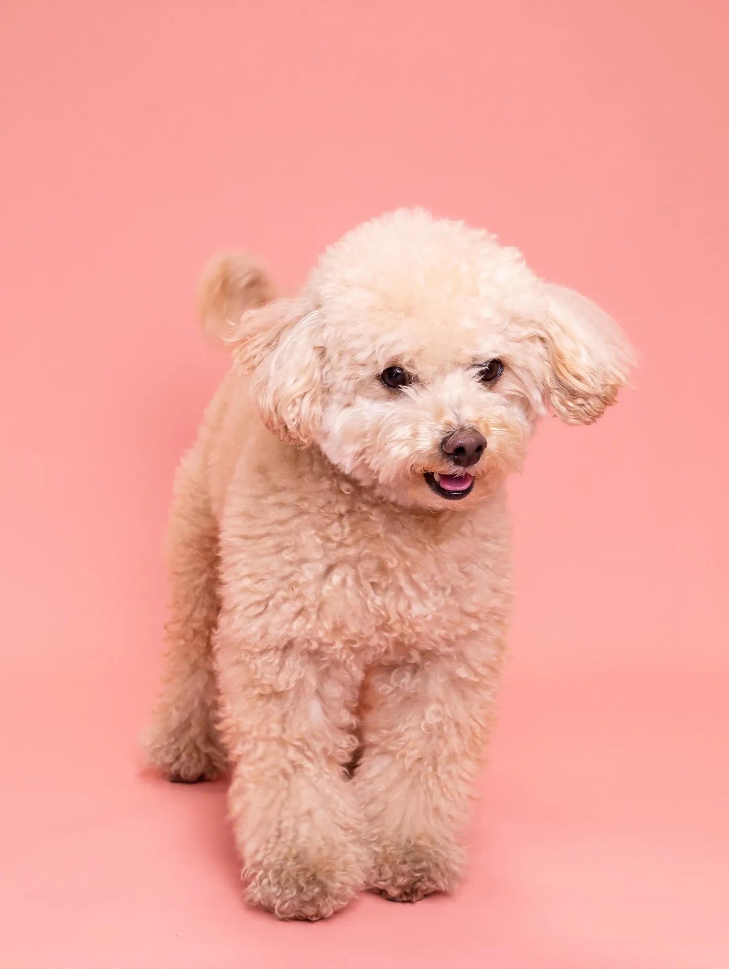 【ナンバーARTポスター／2L額縁／1頭デザイン】