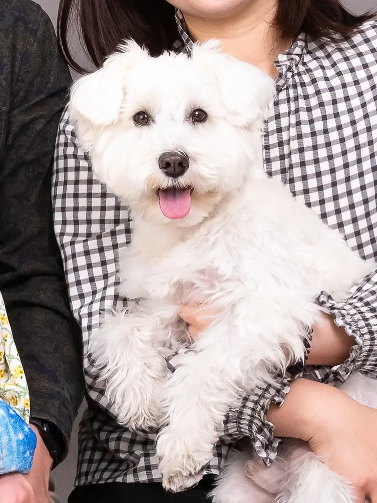 【アルファベットART/2Lサイズ印刷納品/1頭デザイン】