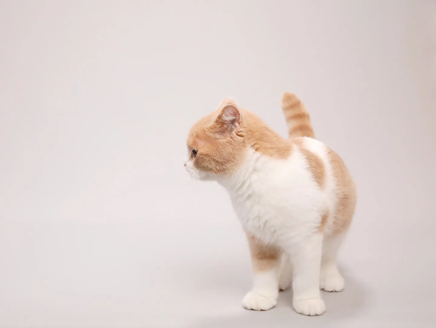 【Light-GRAY Photoshoot】