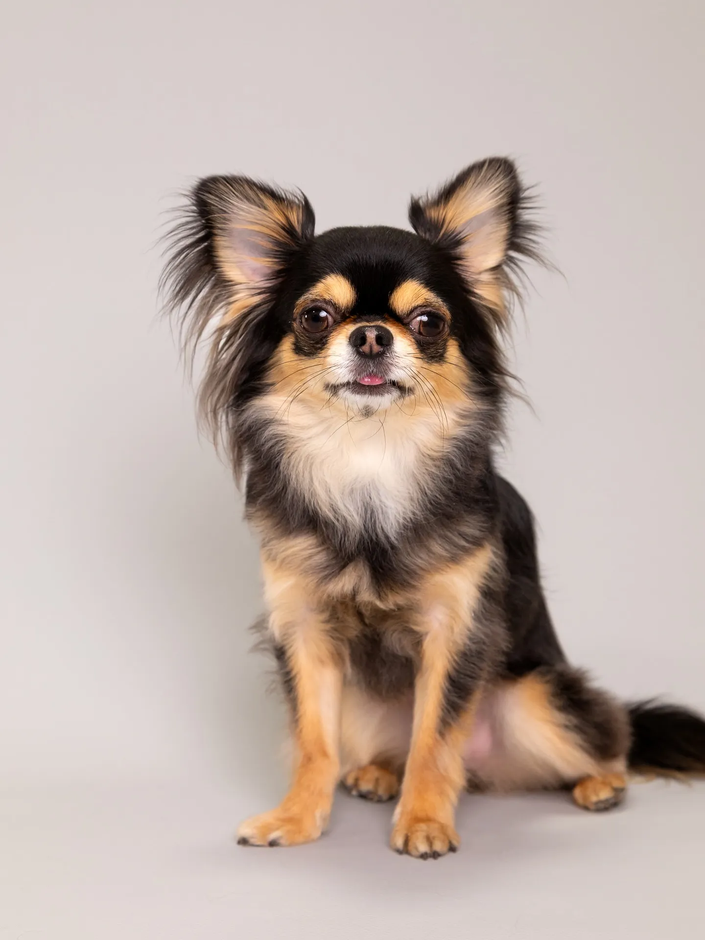 【Light-GRAY Backdrop Photoshoo...