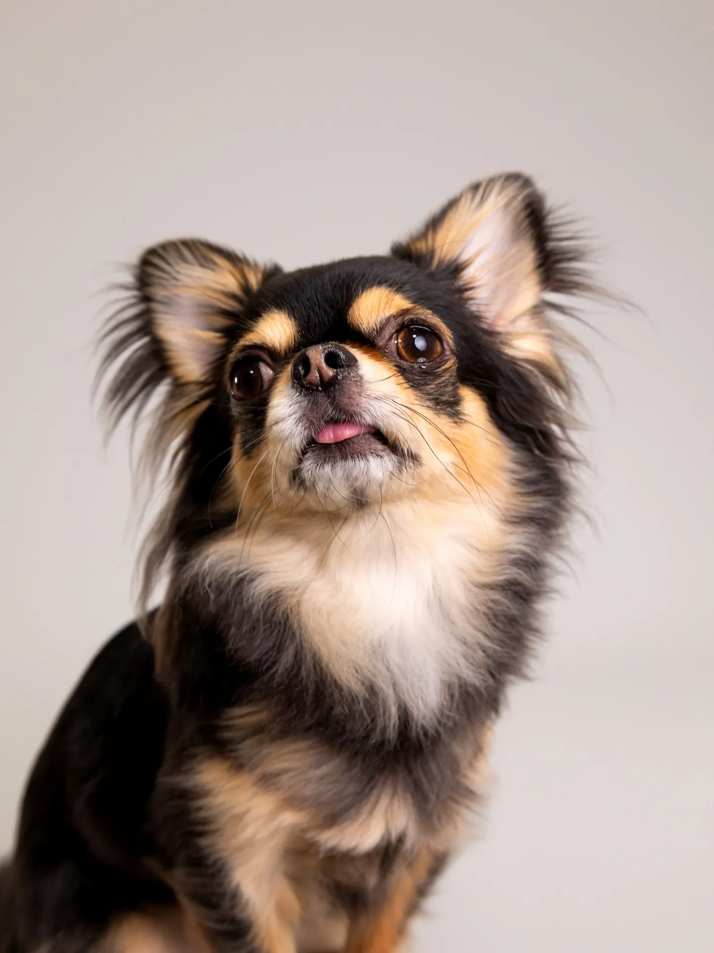 【Light-GRAY Backdrop Photoshoo...