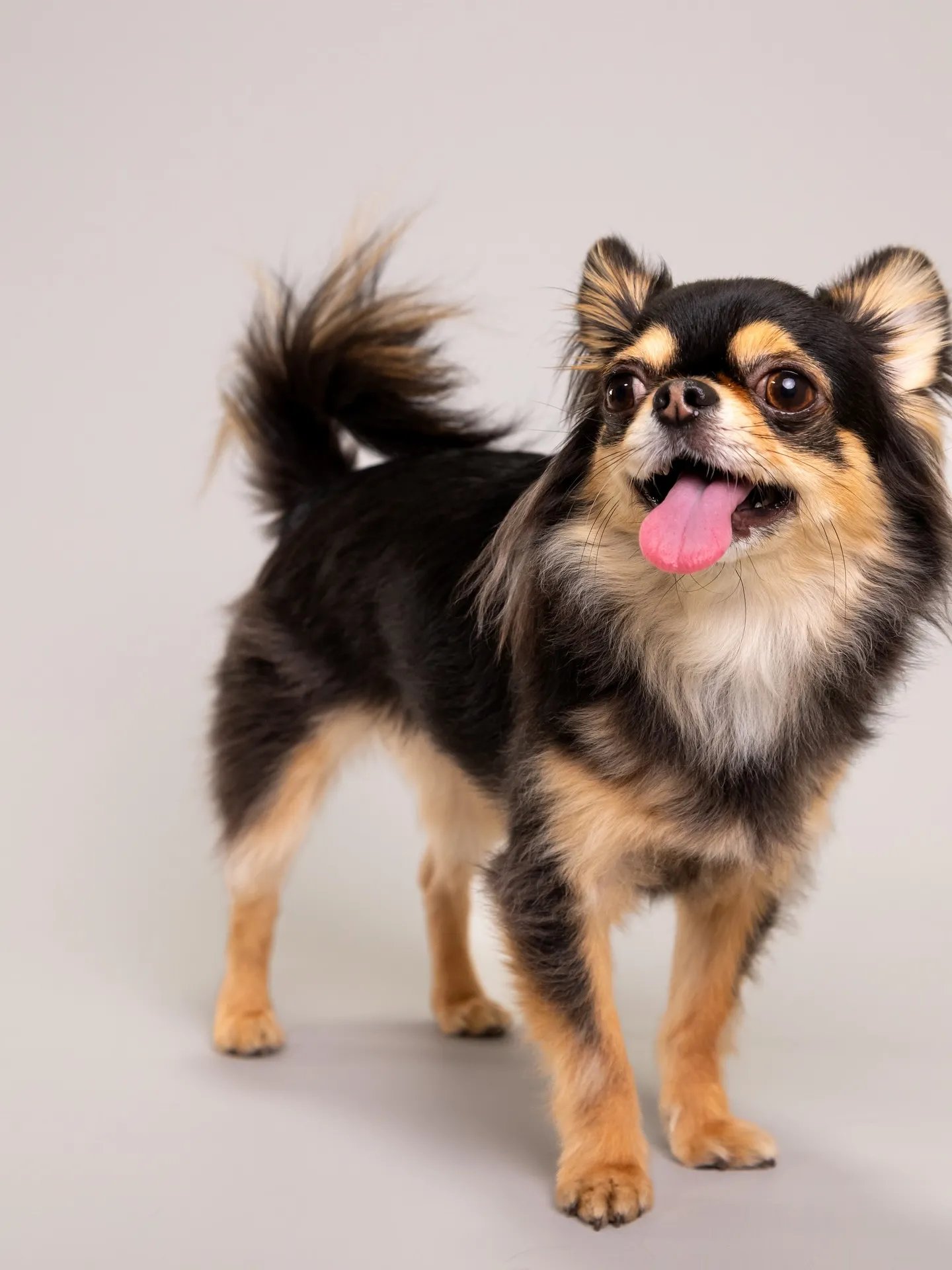 【Light-GRAY Backdrop Photoshoo...