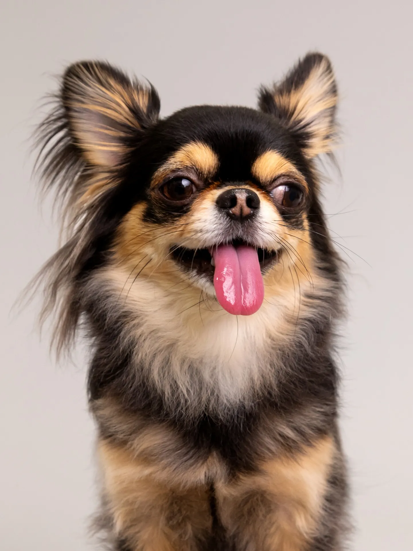 【Light-GRAY Backdrop Photoshoo...