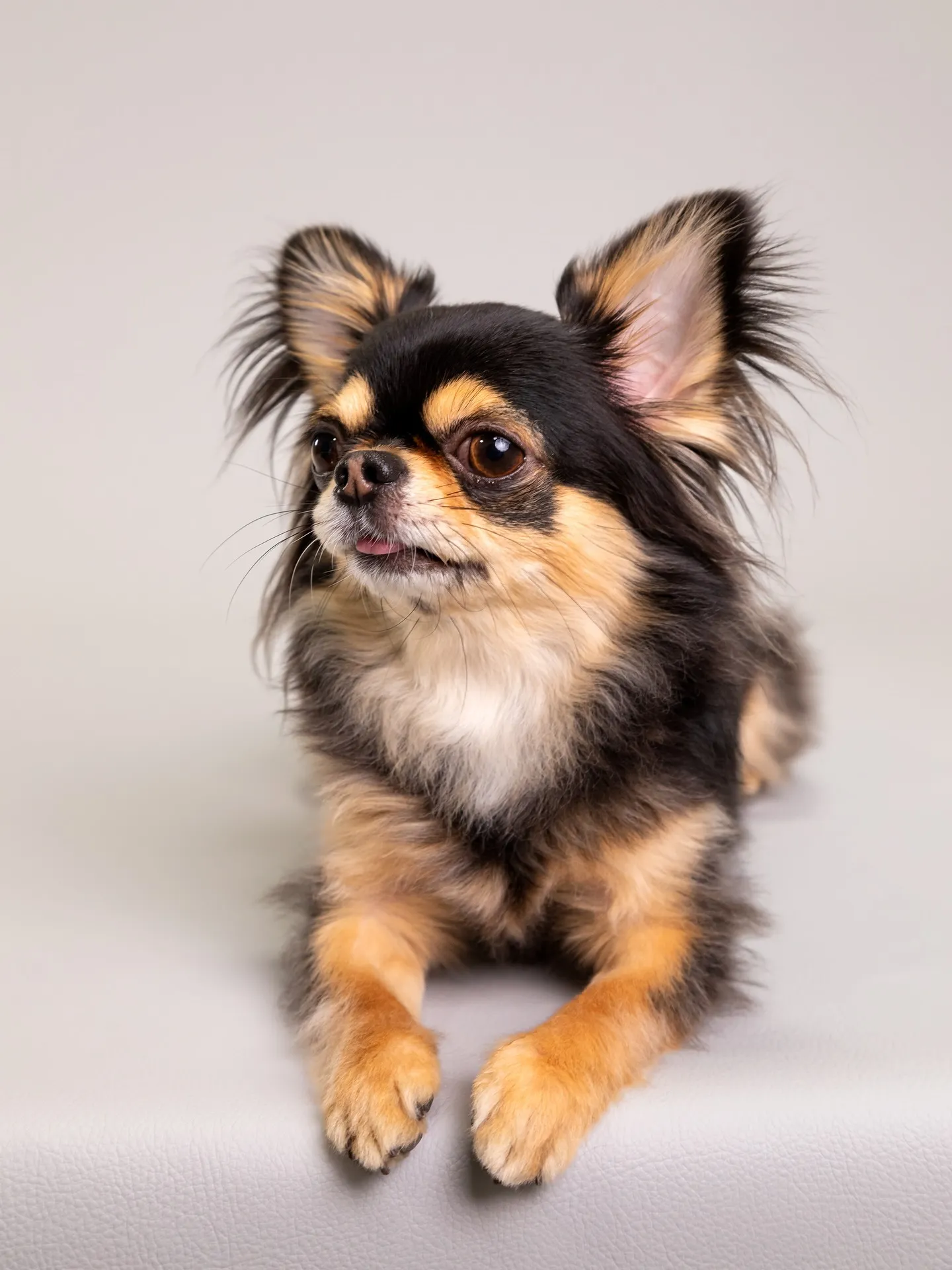 【Light-GRAY Backdrop Photoshoo...