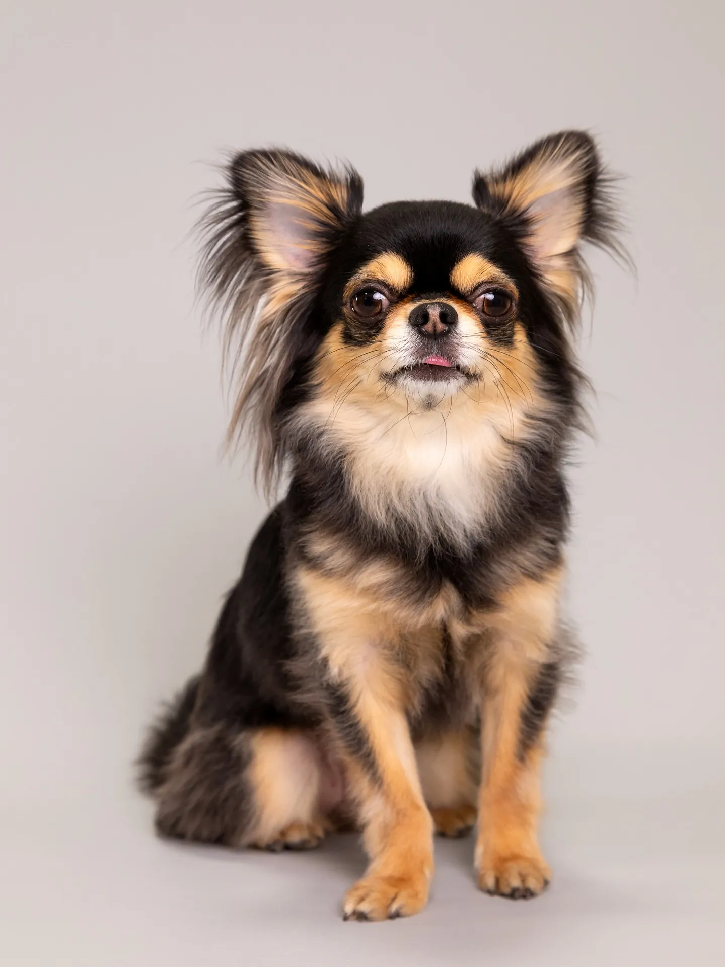 【Light-GRAY Backdrop Photoshoo...