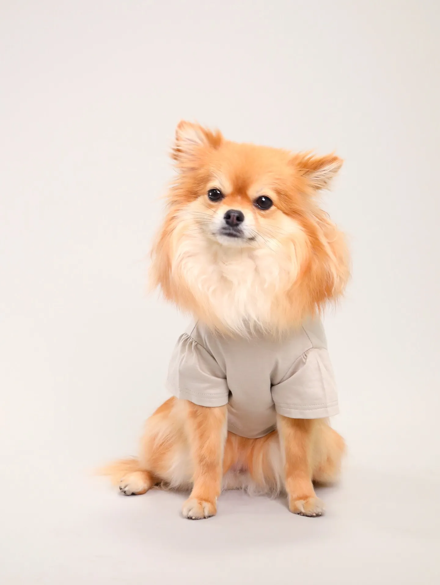 【Dogウエア撮影 Light-GRAY Backdrop】