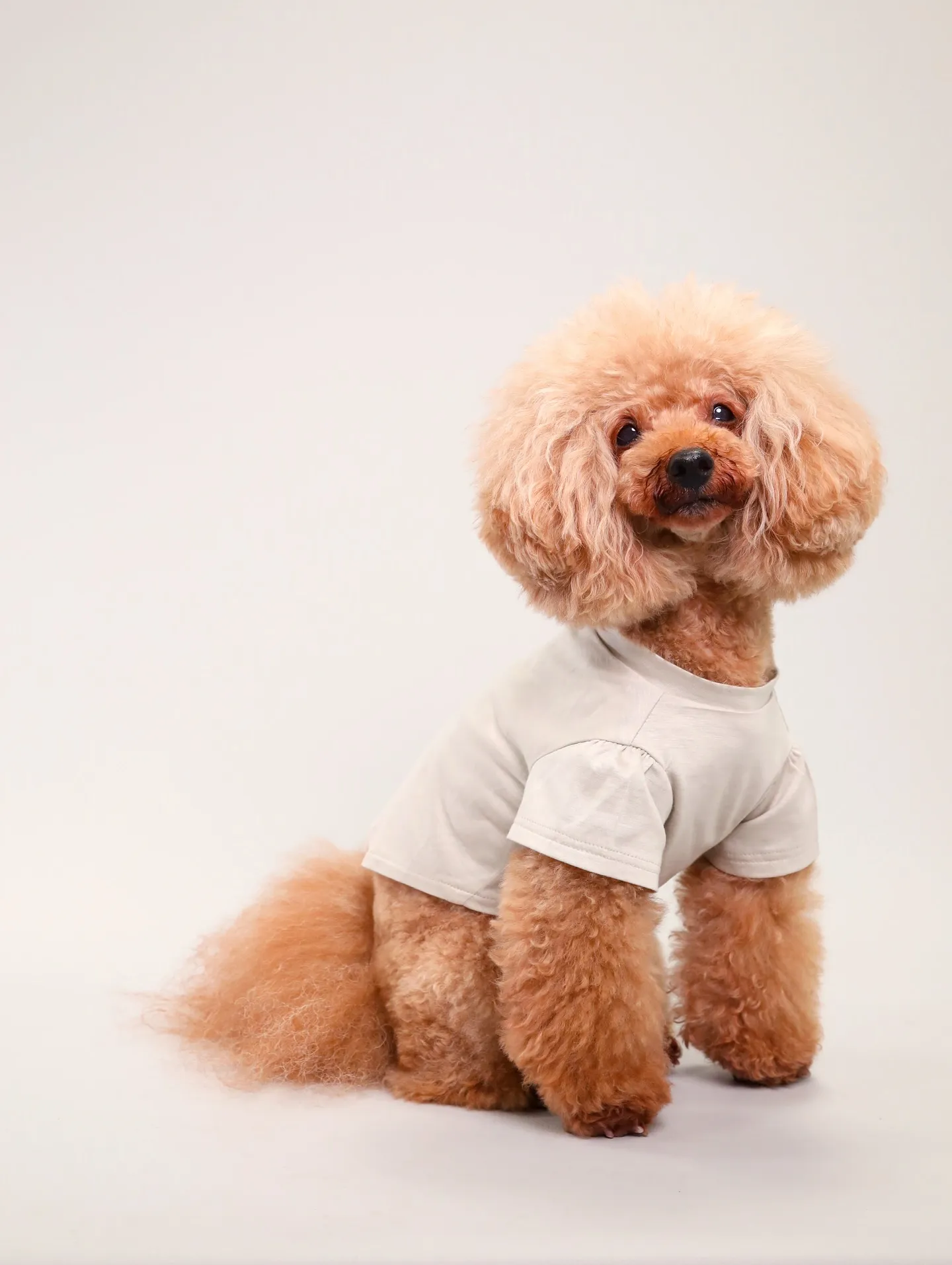 【Dogウエア撮影 Light-GRAY Backdrop】