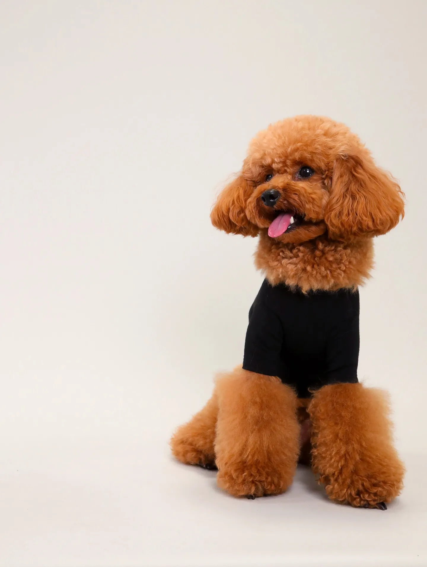 【Dogウエア撮影 Light-GRAY Backdrop】