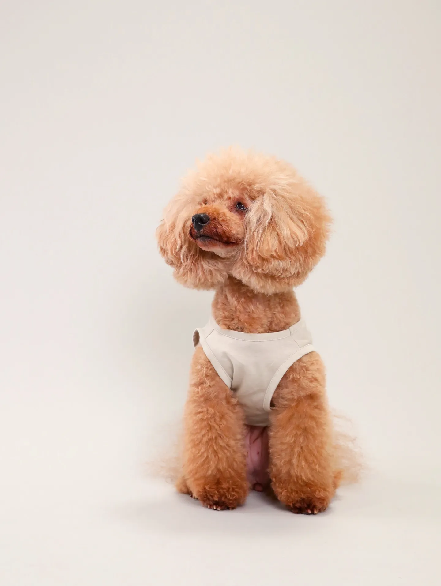 【Dogウエア撮影 Light-GRAY Backdrop】