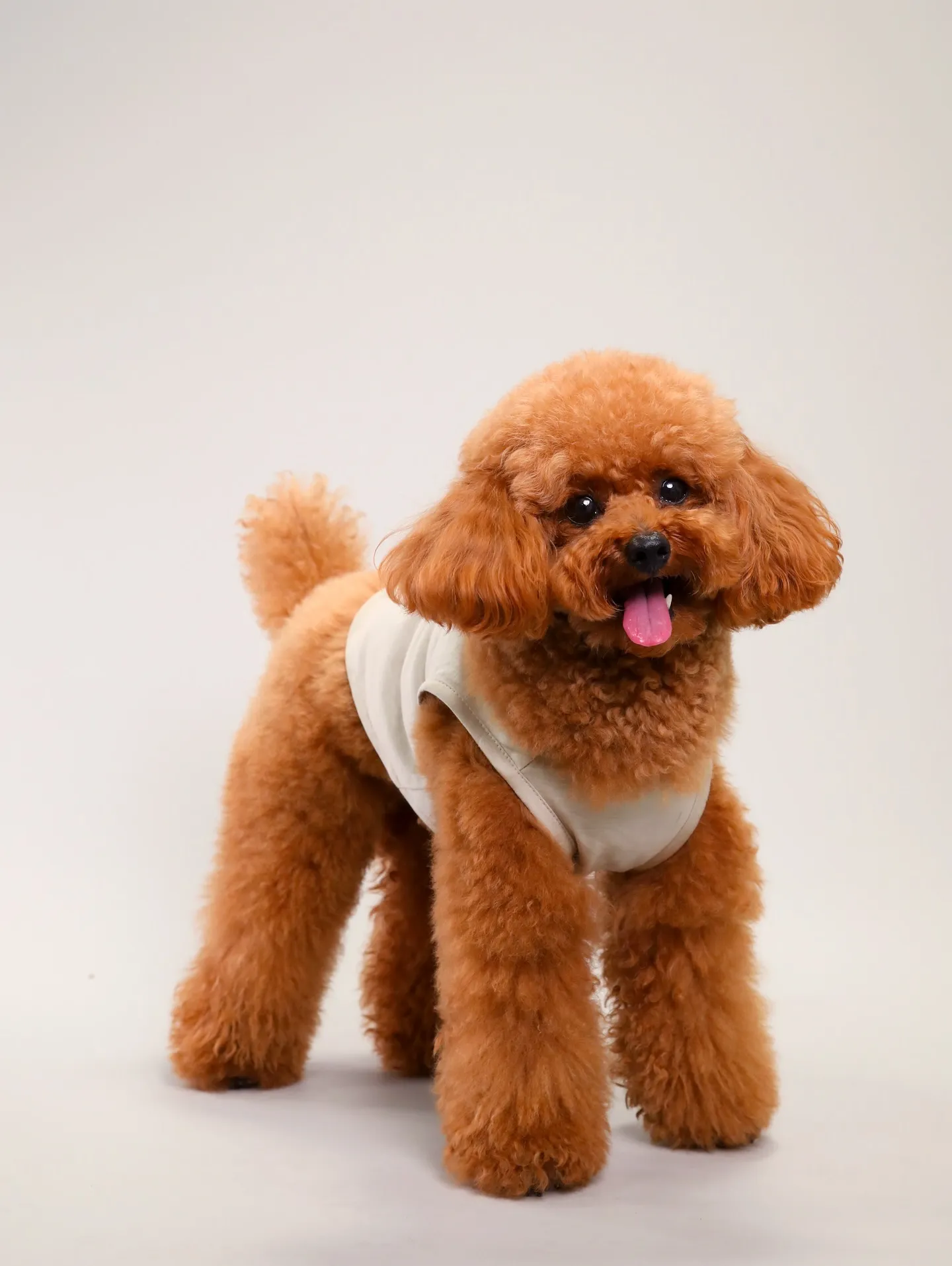 【Dogウエア撮影 Light-GRAY Backdrop】