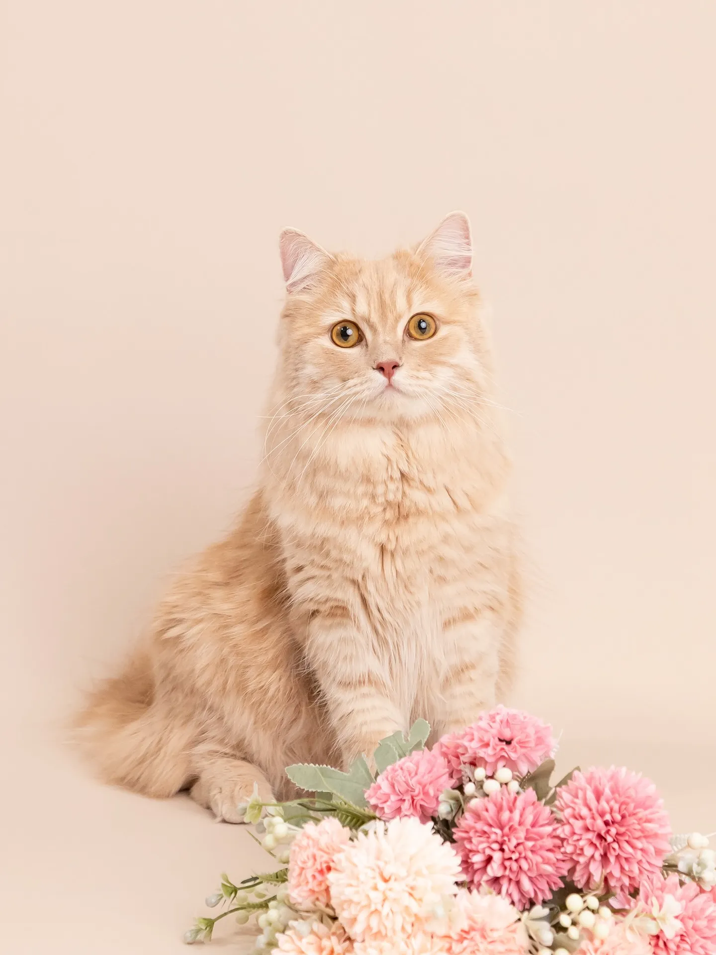 【BEIGE Backdrop Photoshoot】