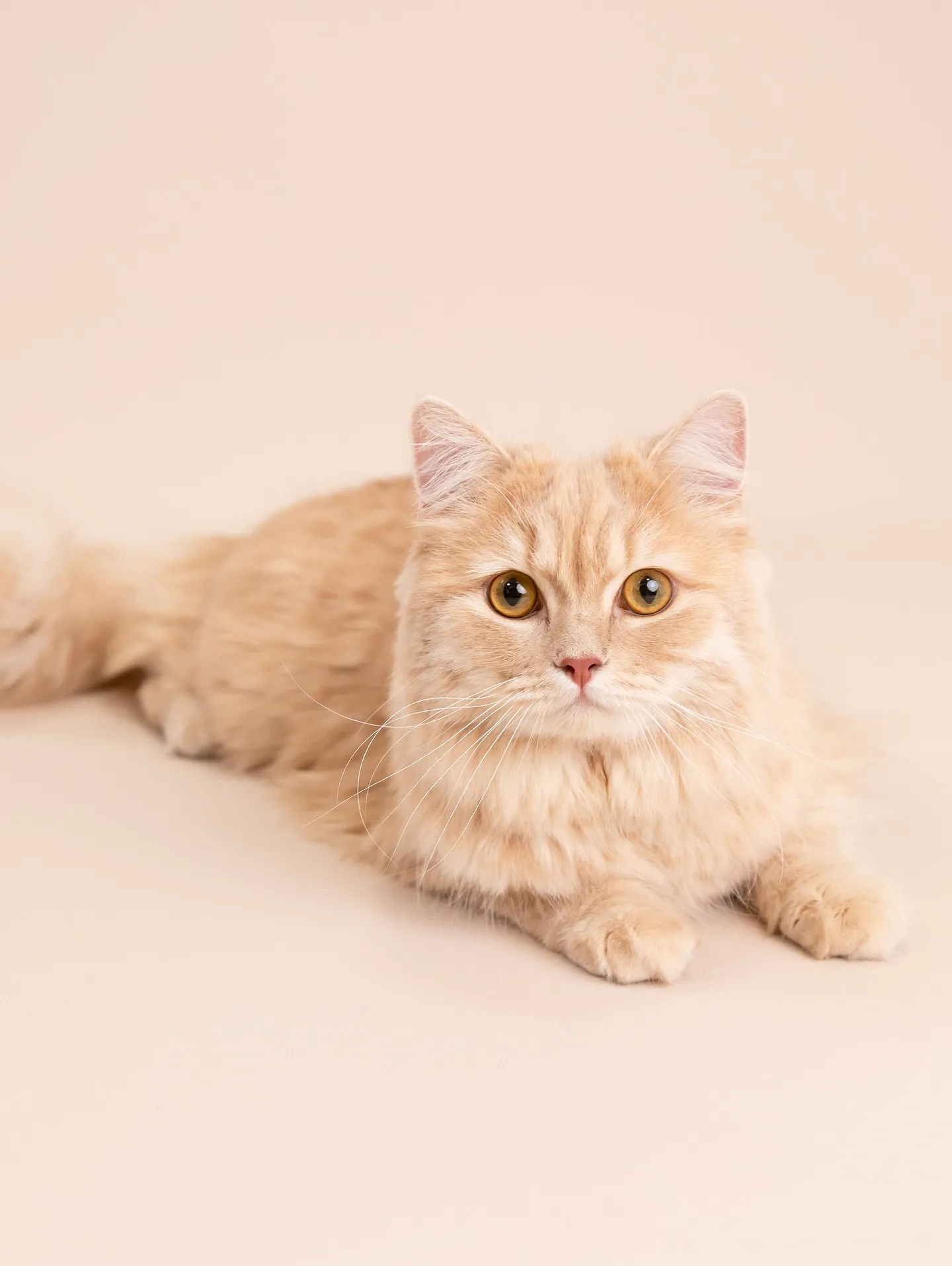 【BEIGE Backdrop Photoshoot】