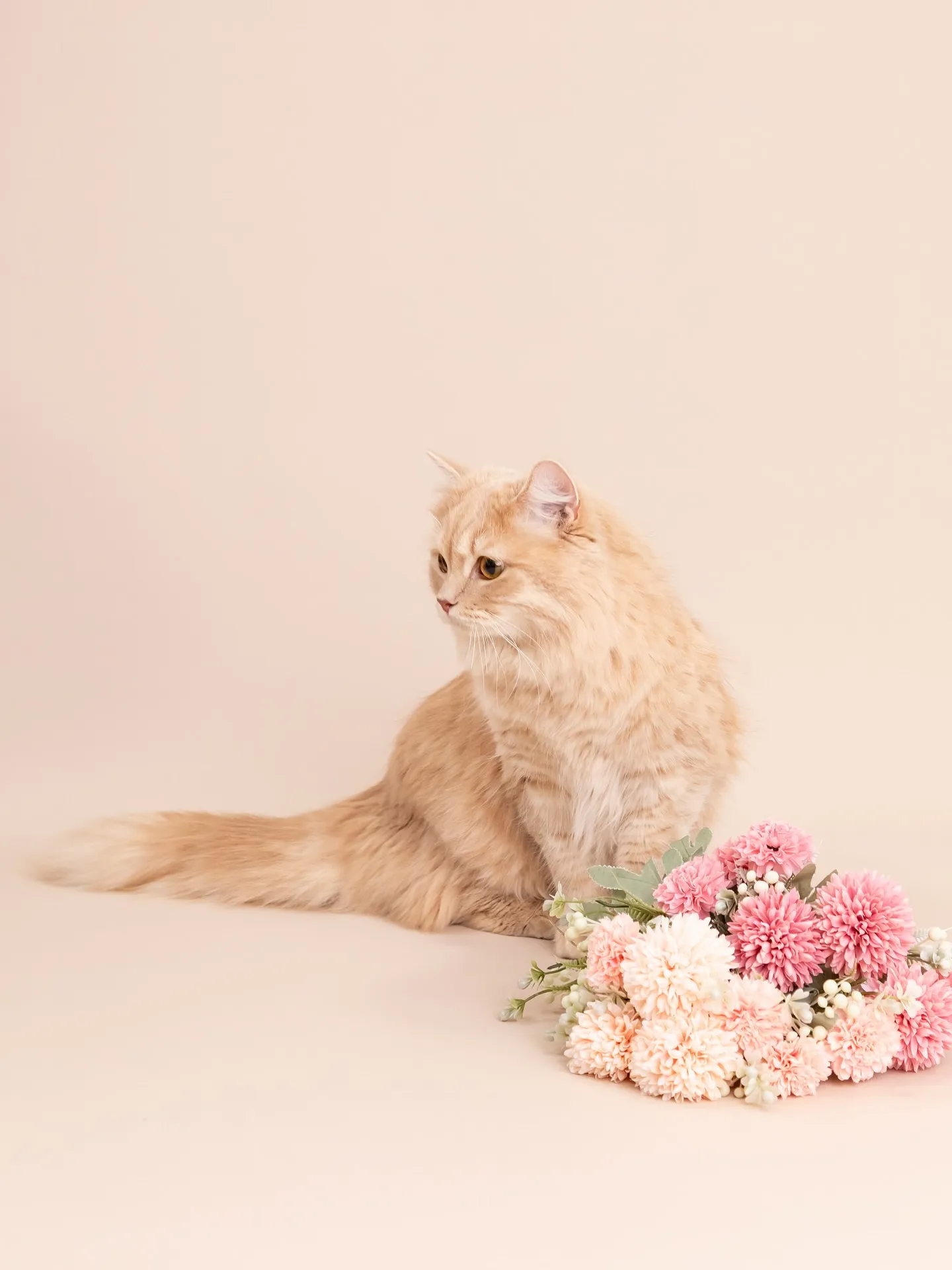 【BEIGE Backdrop Photoshoot】